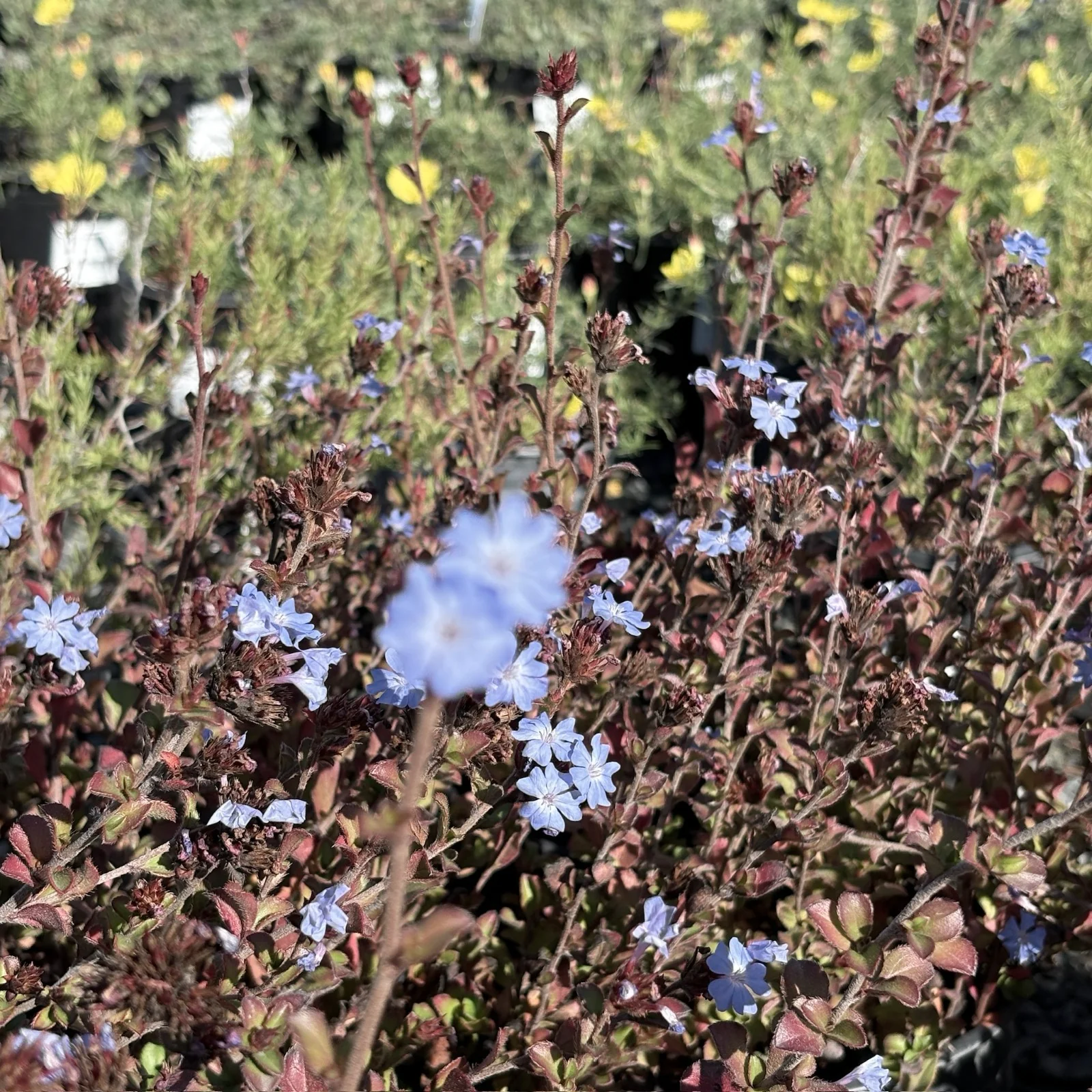 Griffith’s Plumbago