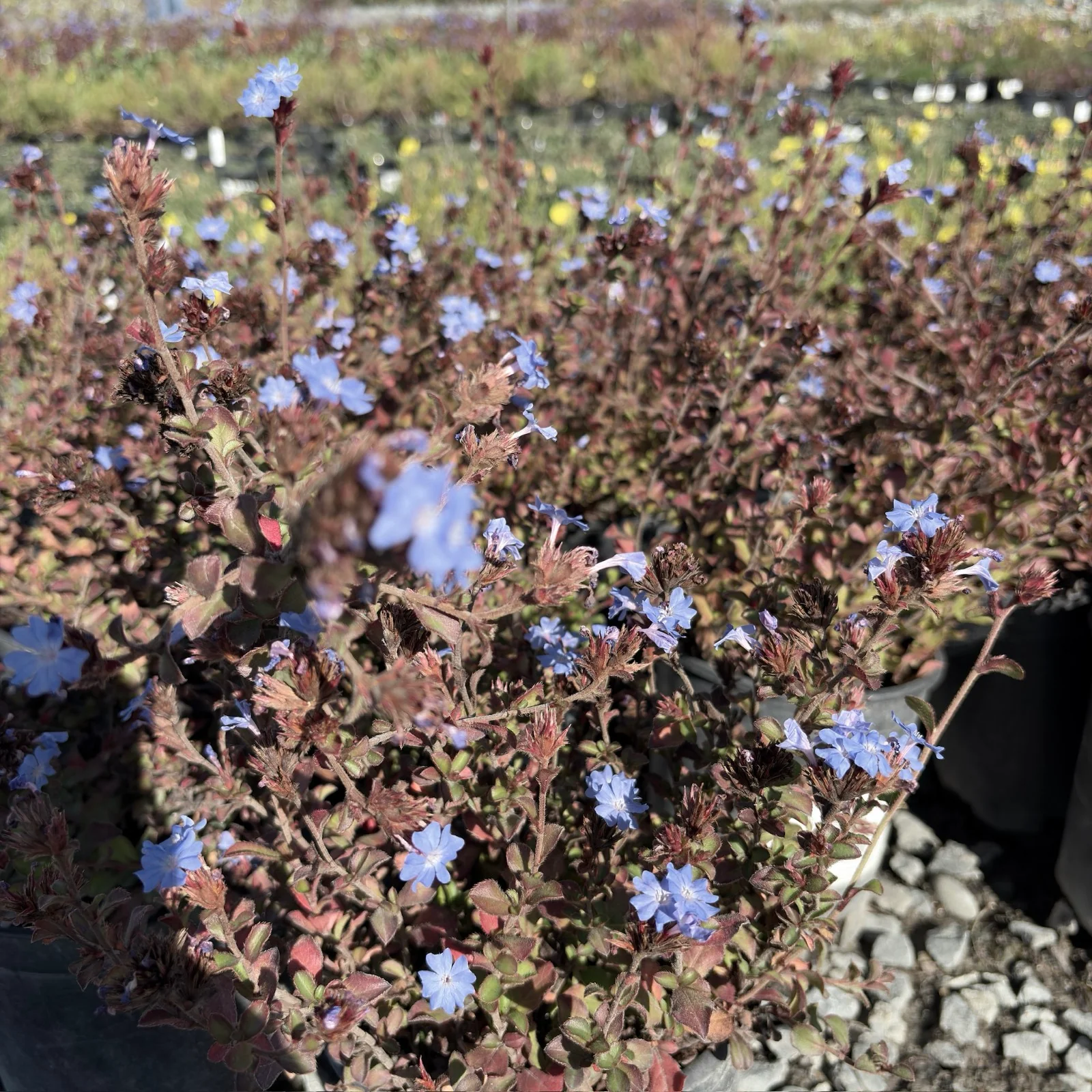 Griffith's Plumbago - Image 2