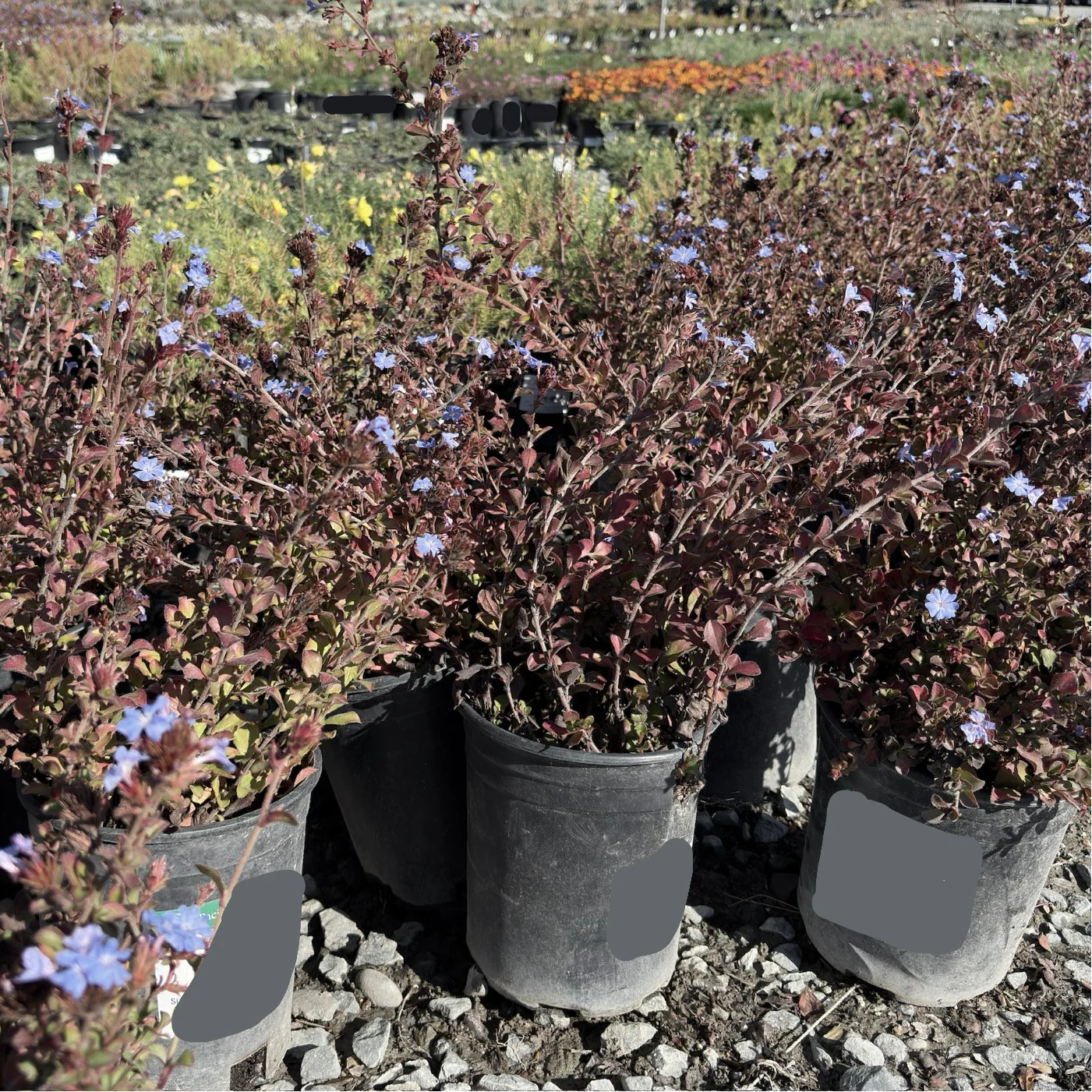 Griffith's Plumbago - Image 3