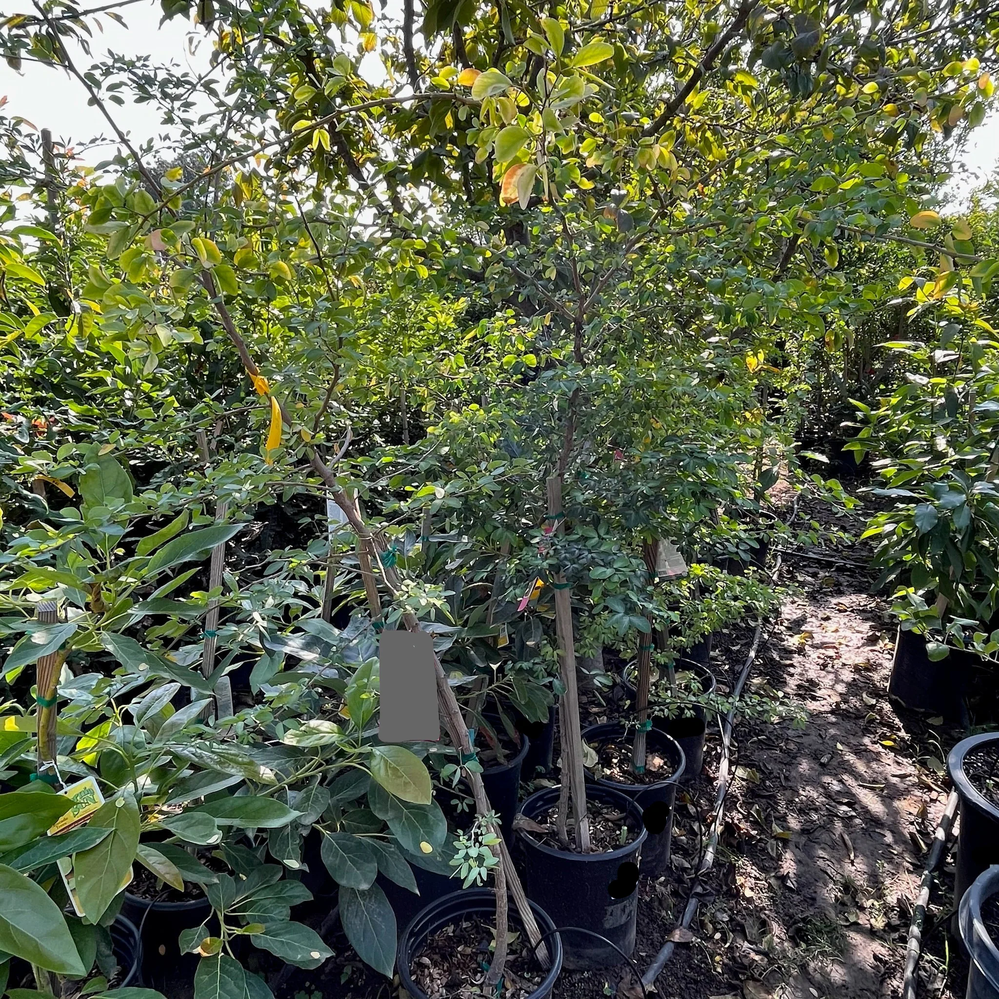 Guamuchil Tree