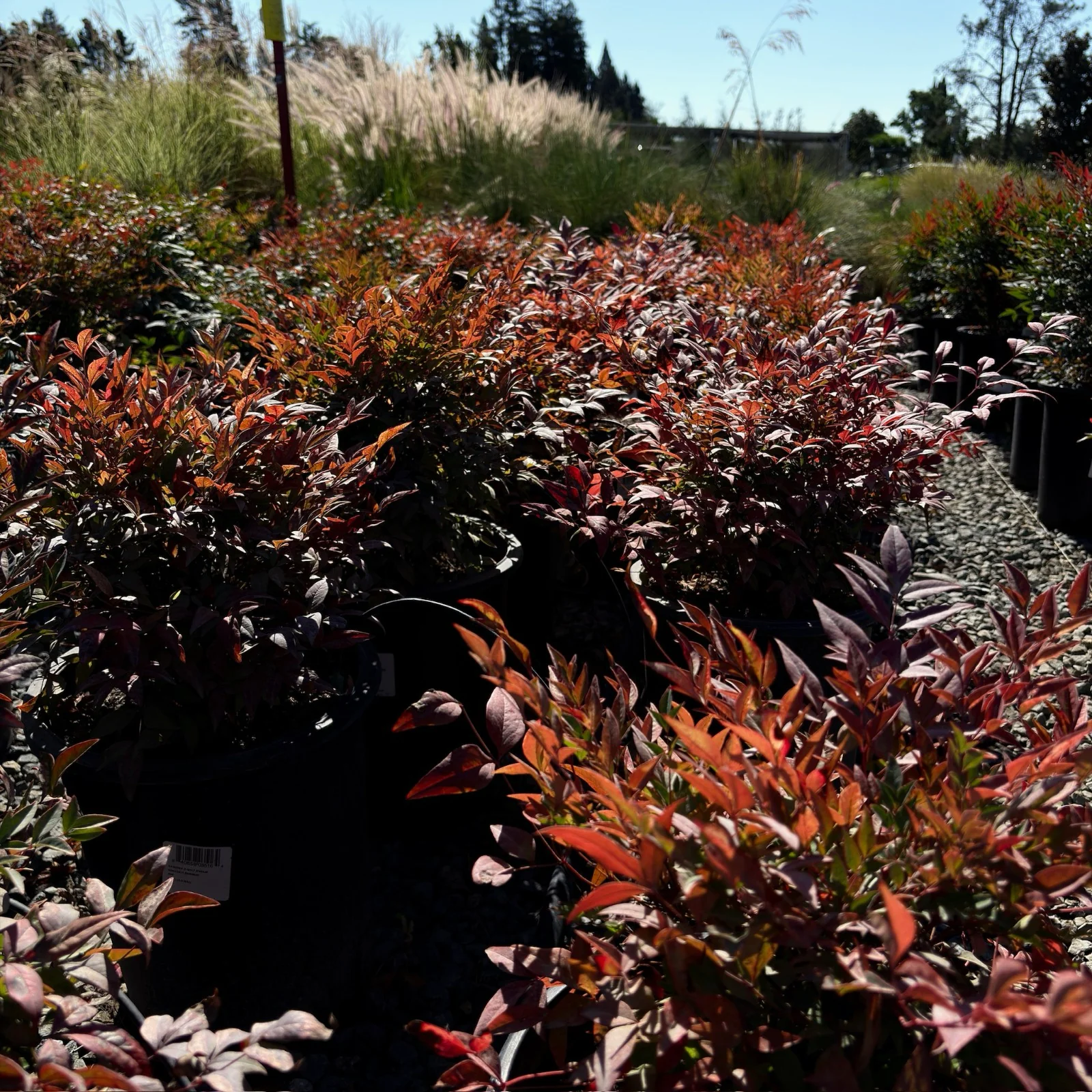 Gulf Stream Heavenly Bamboo - Image 2