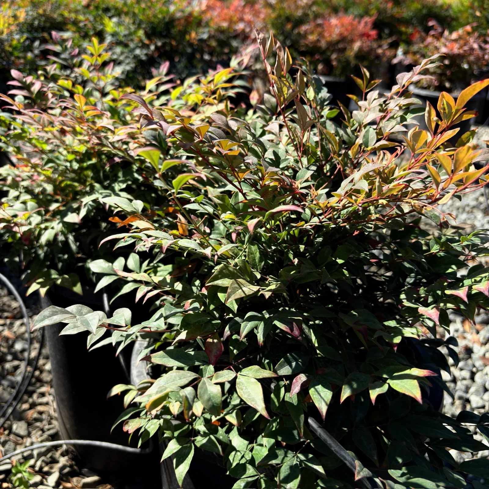 Gulf Stream Heavenly Bamboo - Image 3