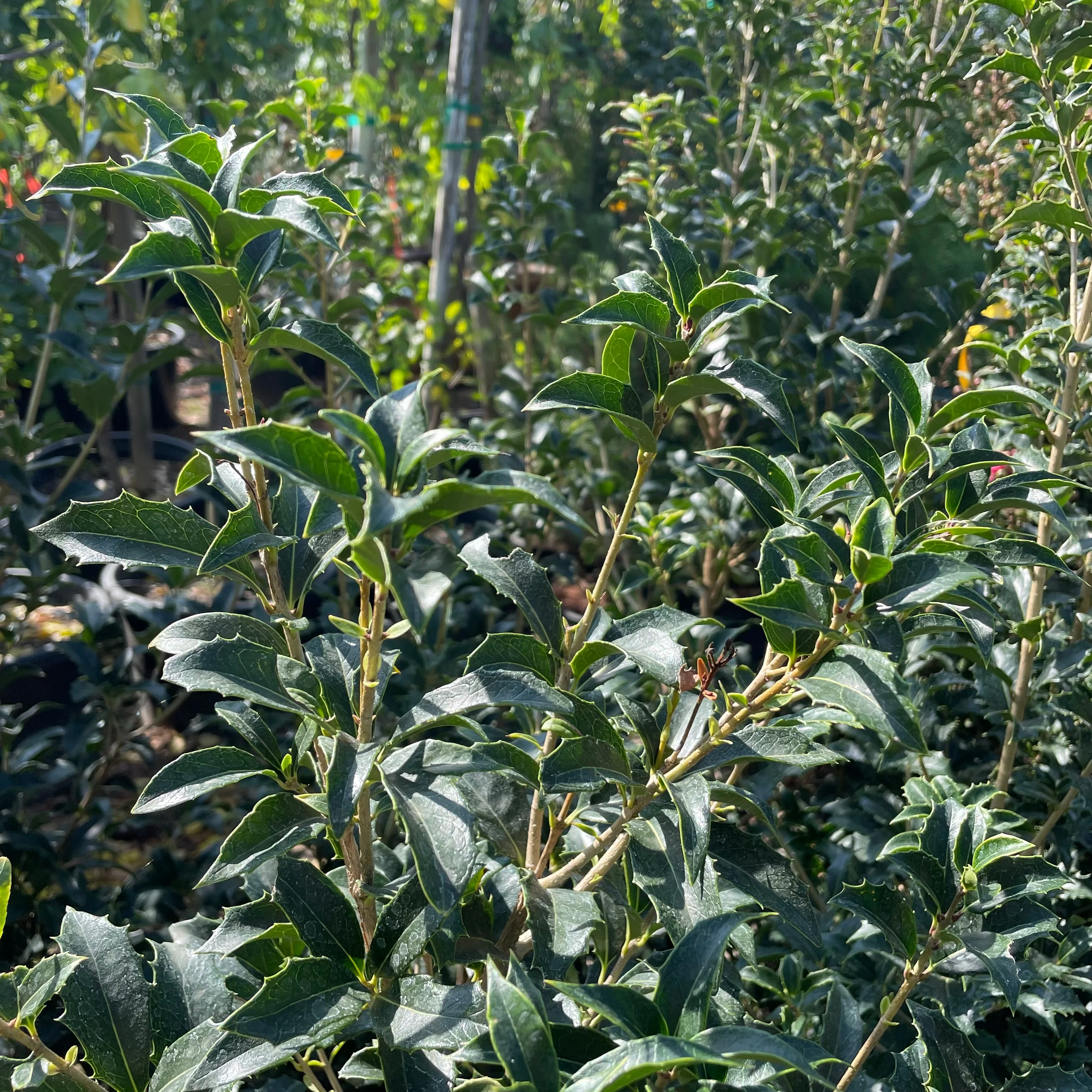 Gulftide Holly Olive - Image 2
