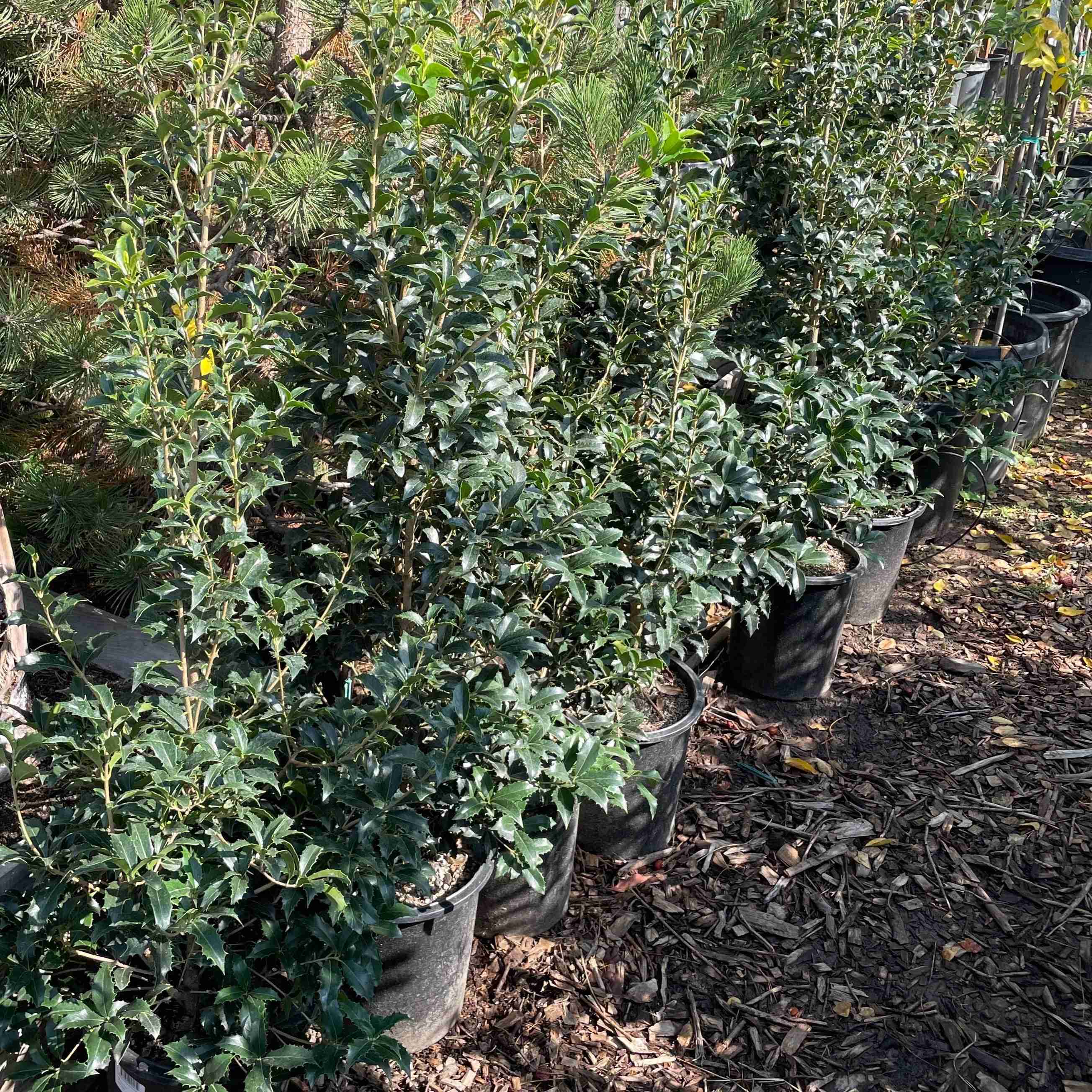 Gulftide Holly Olive - Image 3