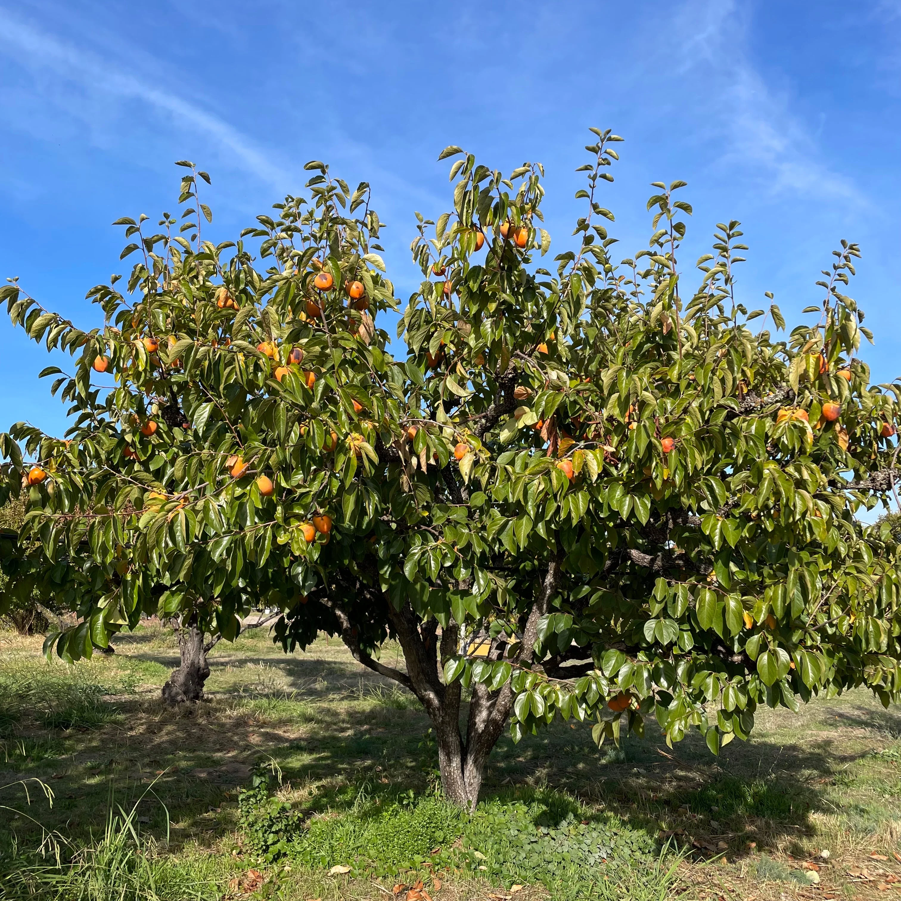 Hachiya Persimmon Tree