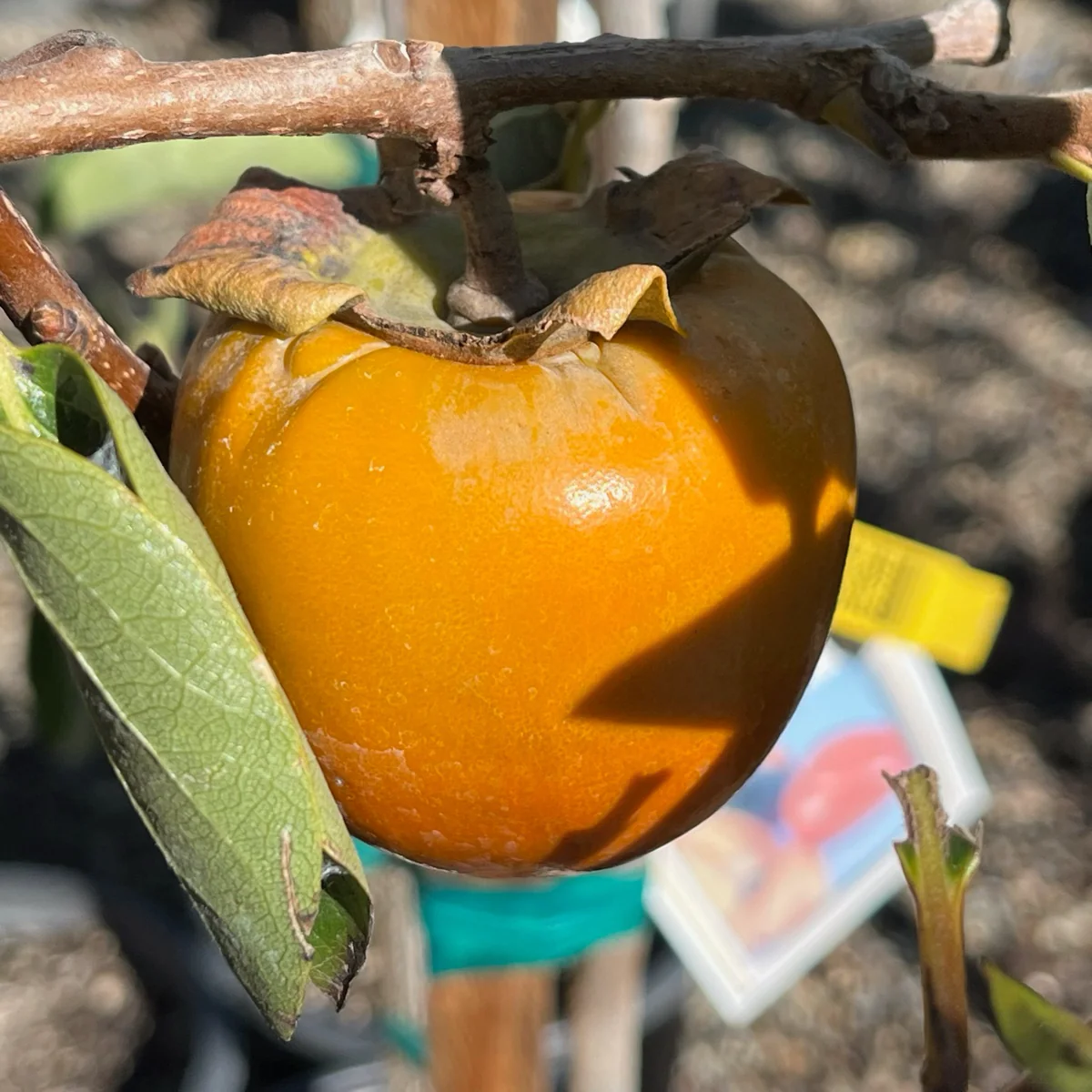 Hachiya Persimmon Tree - Image 2