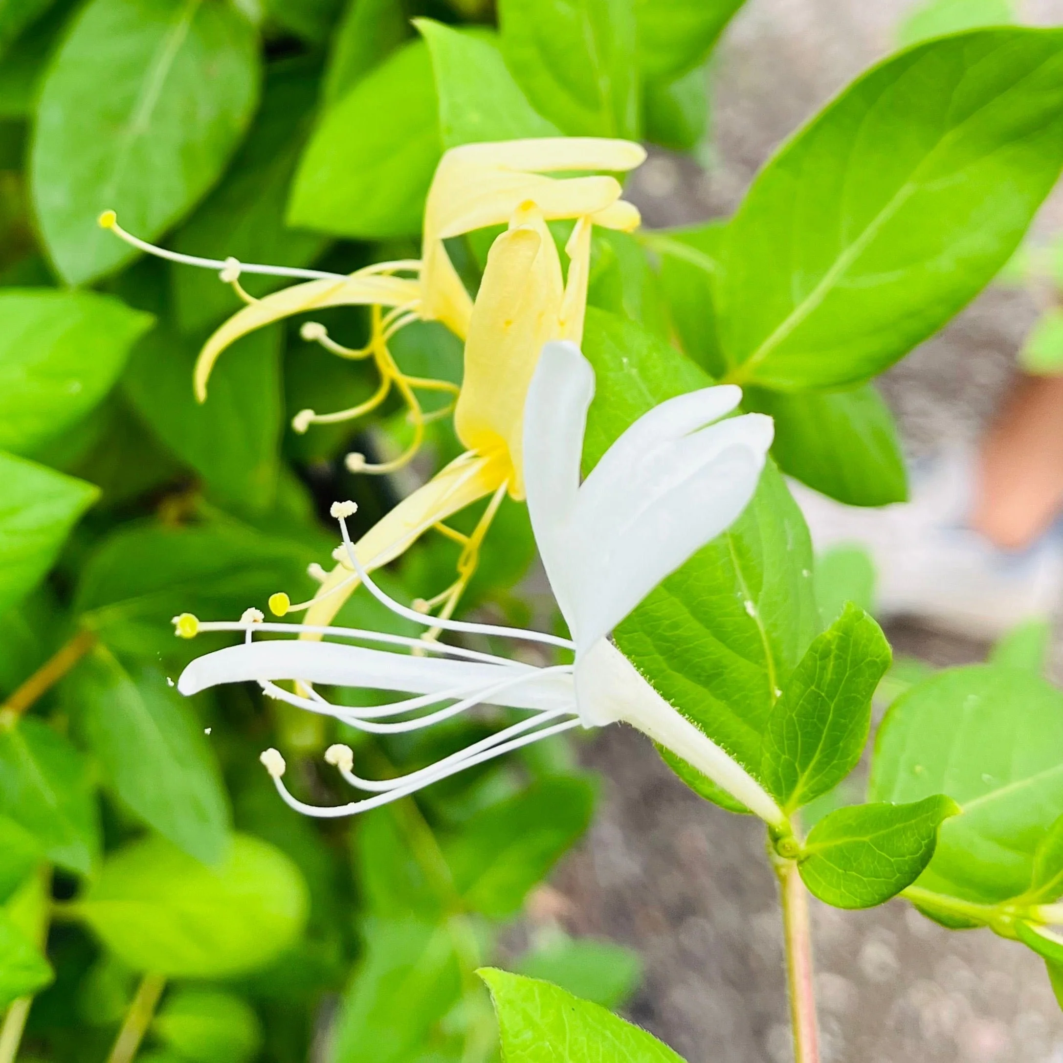 Hall’s Japanese Honeysuckle