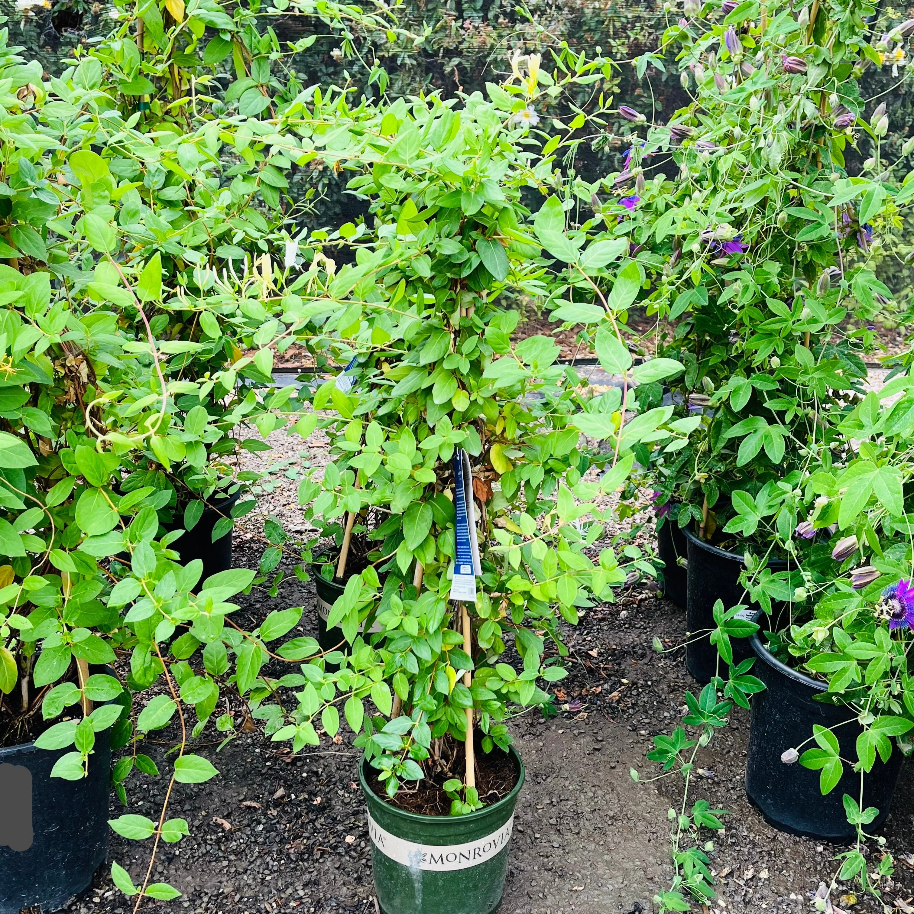 Hall's Japanese Honeysuckle - Image 2