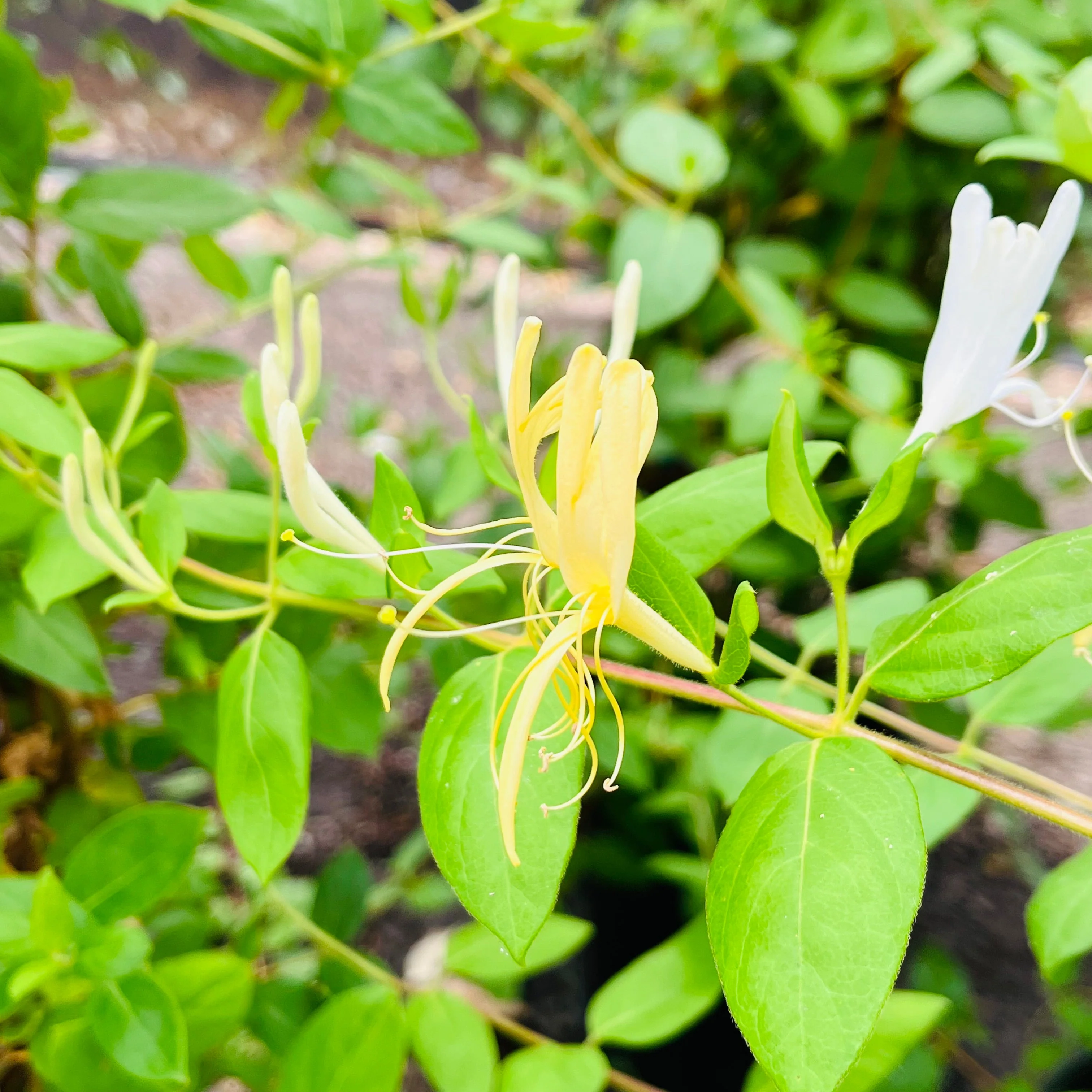Hall's Japanese Honeysuckle - Image 3