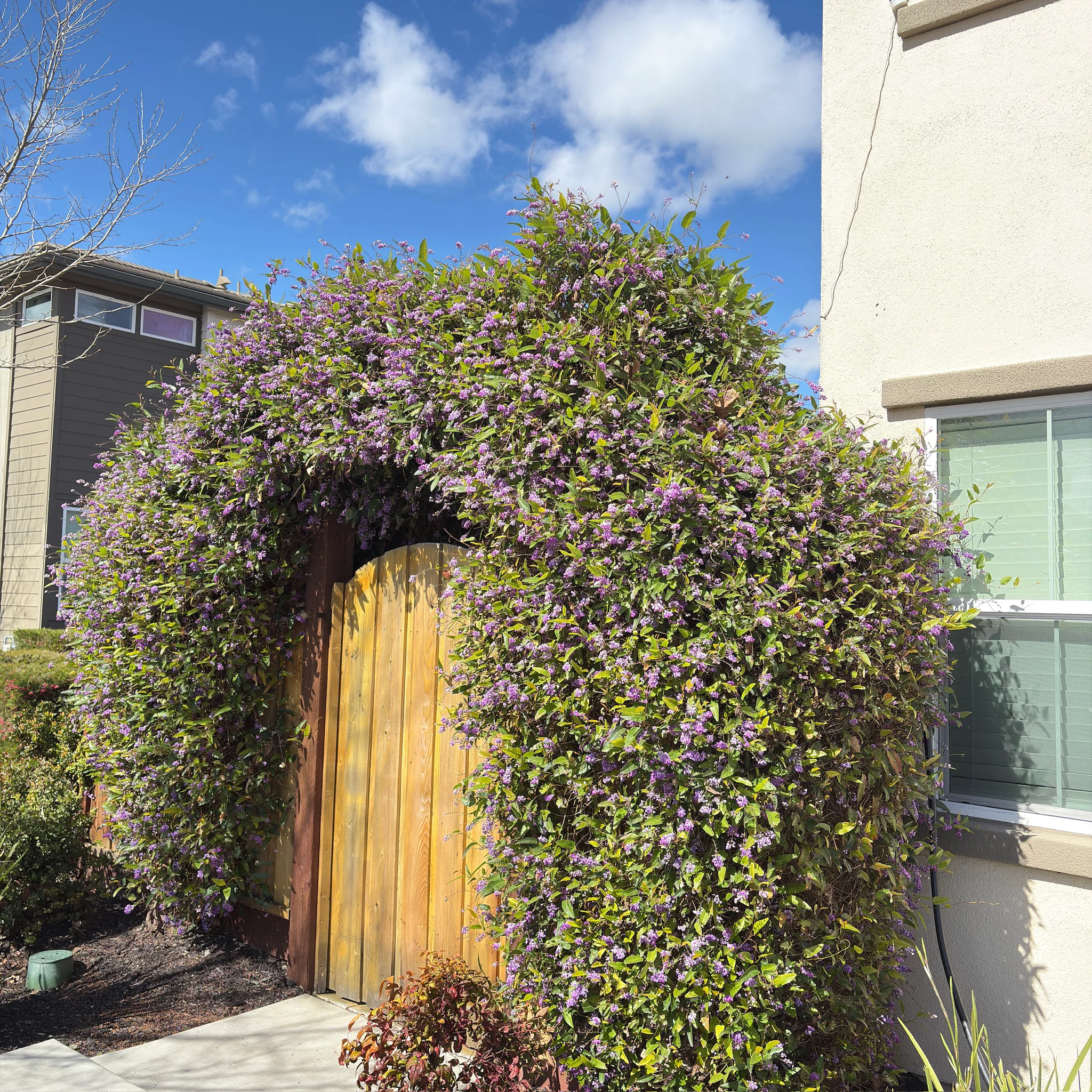 Happy Wanderer Lilac Vine - Image 1