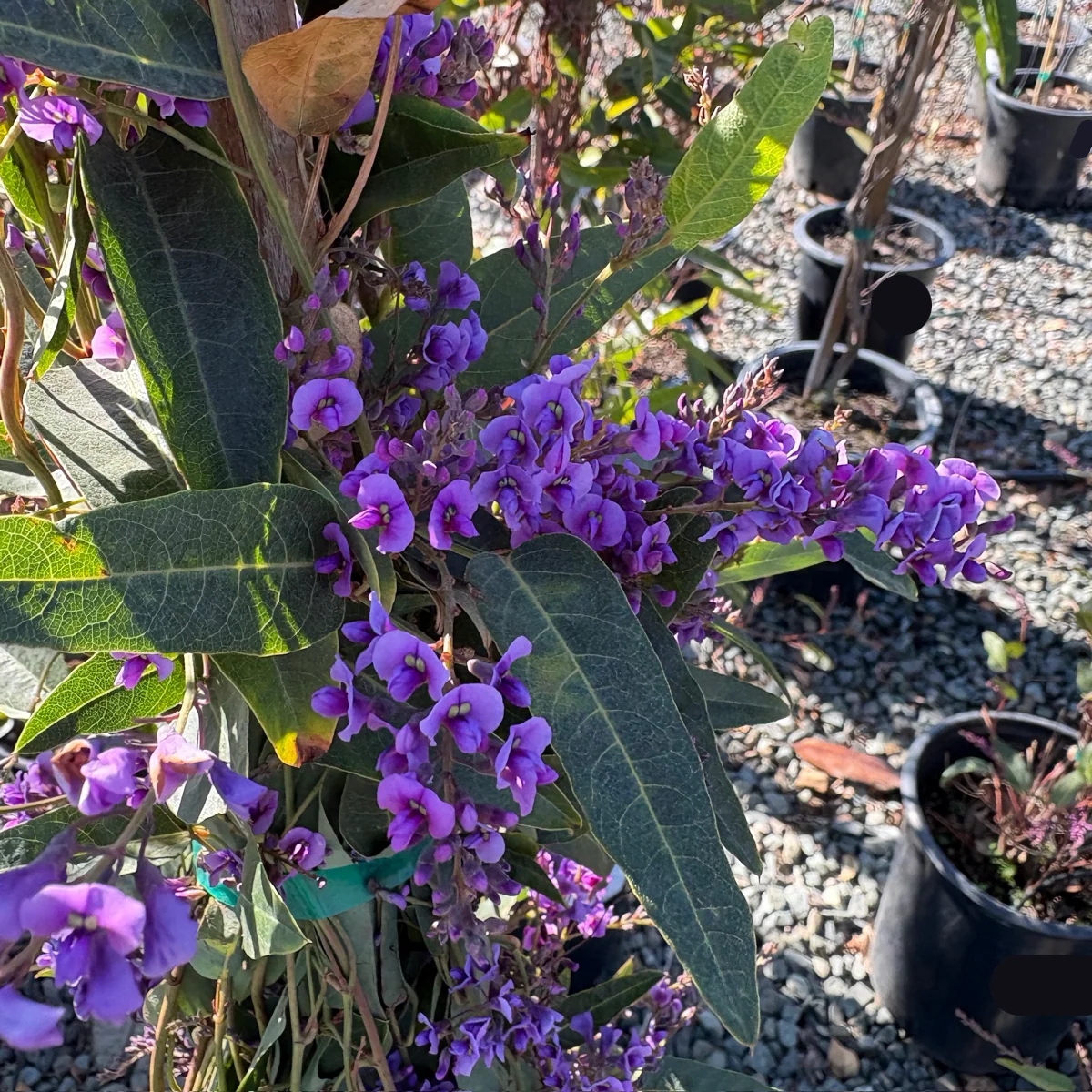 Happy Wanderer Lilac Vine - Image 2