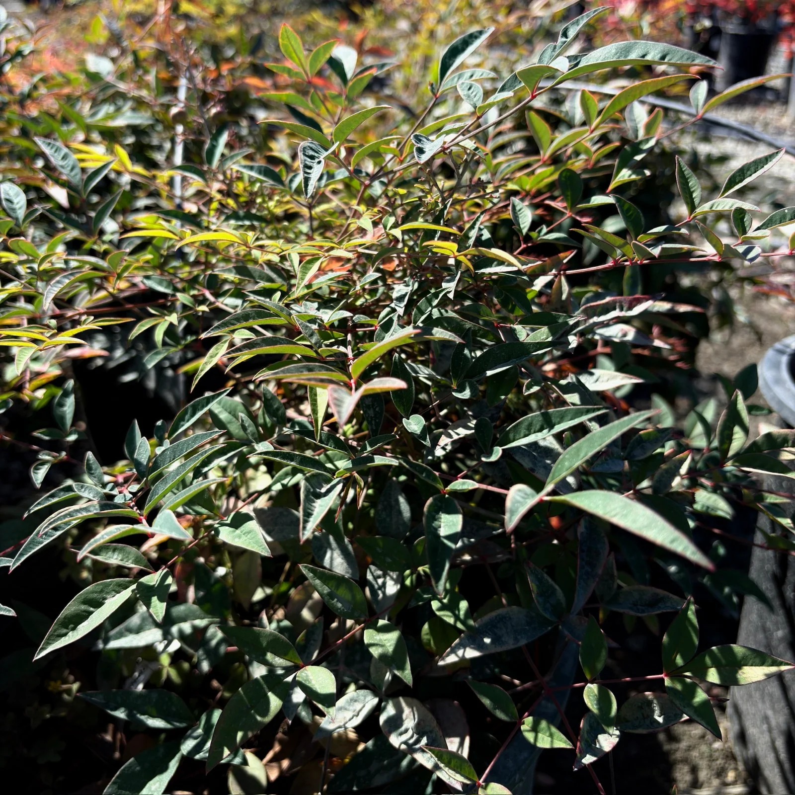 Dwarf Heavenly Bamboo - Image 2