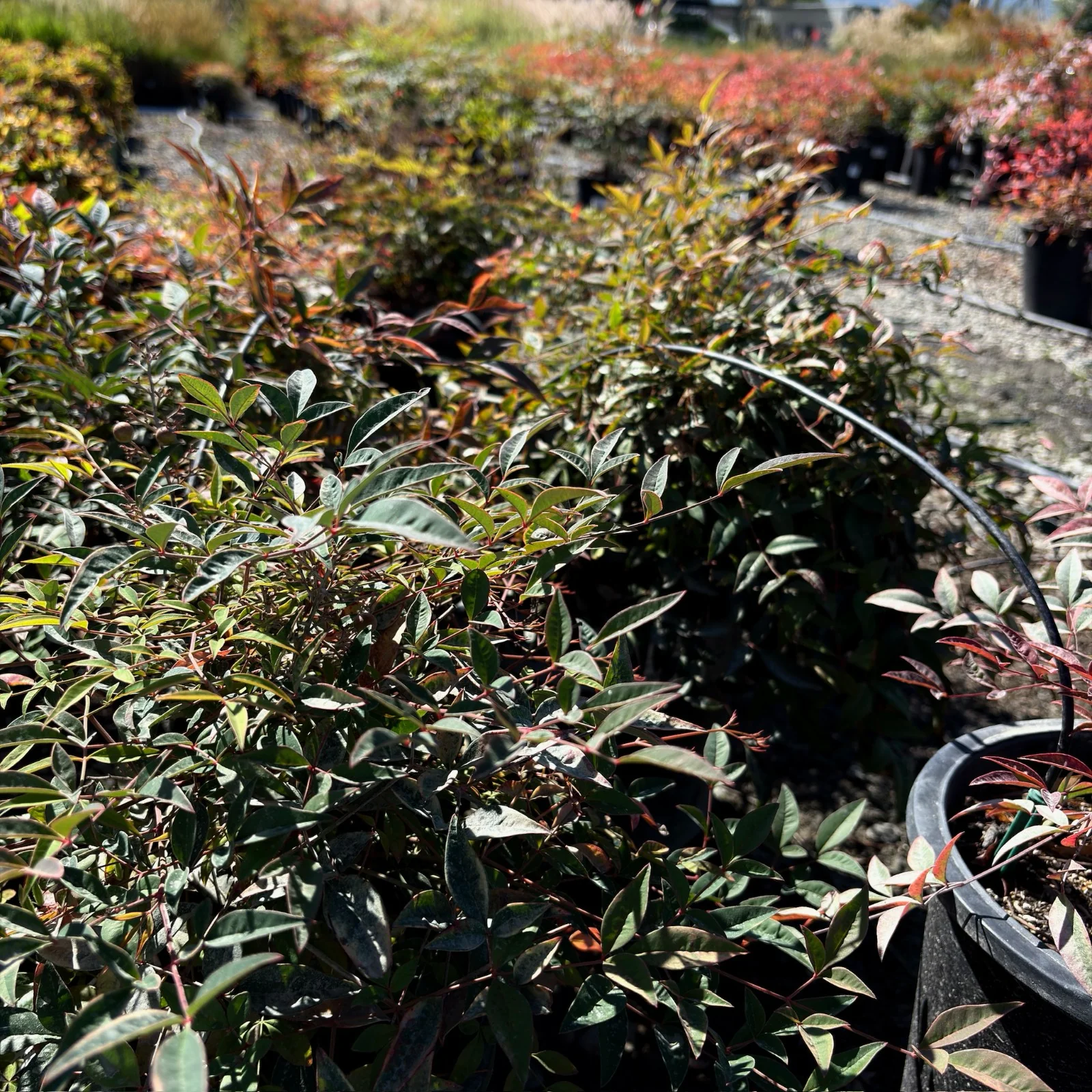 Dwarf Heavenly Bamboo - Image 3