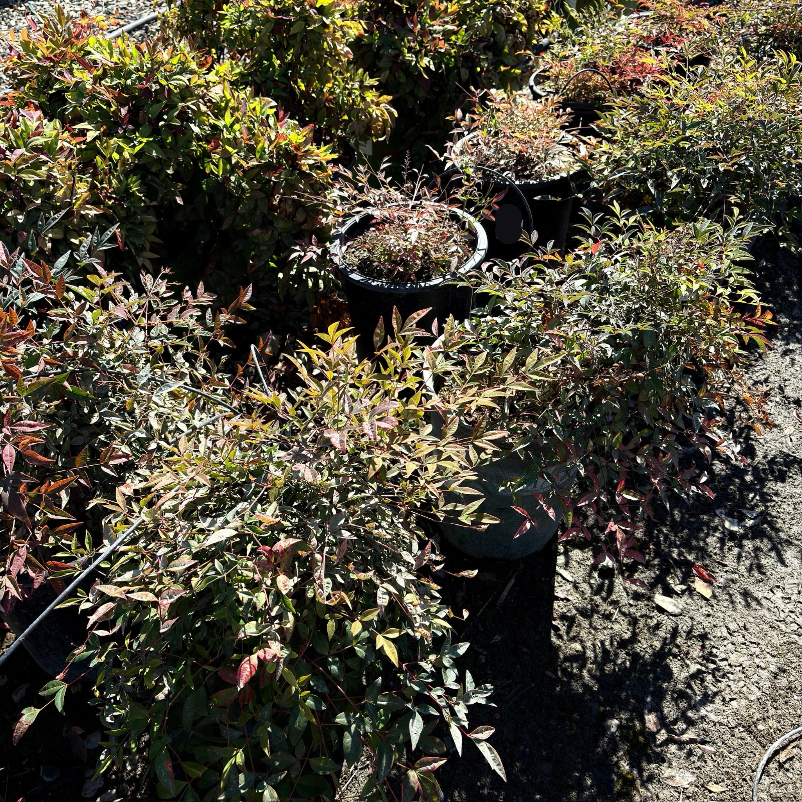 Dwarf Heavenly Bamboo - Image 1