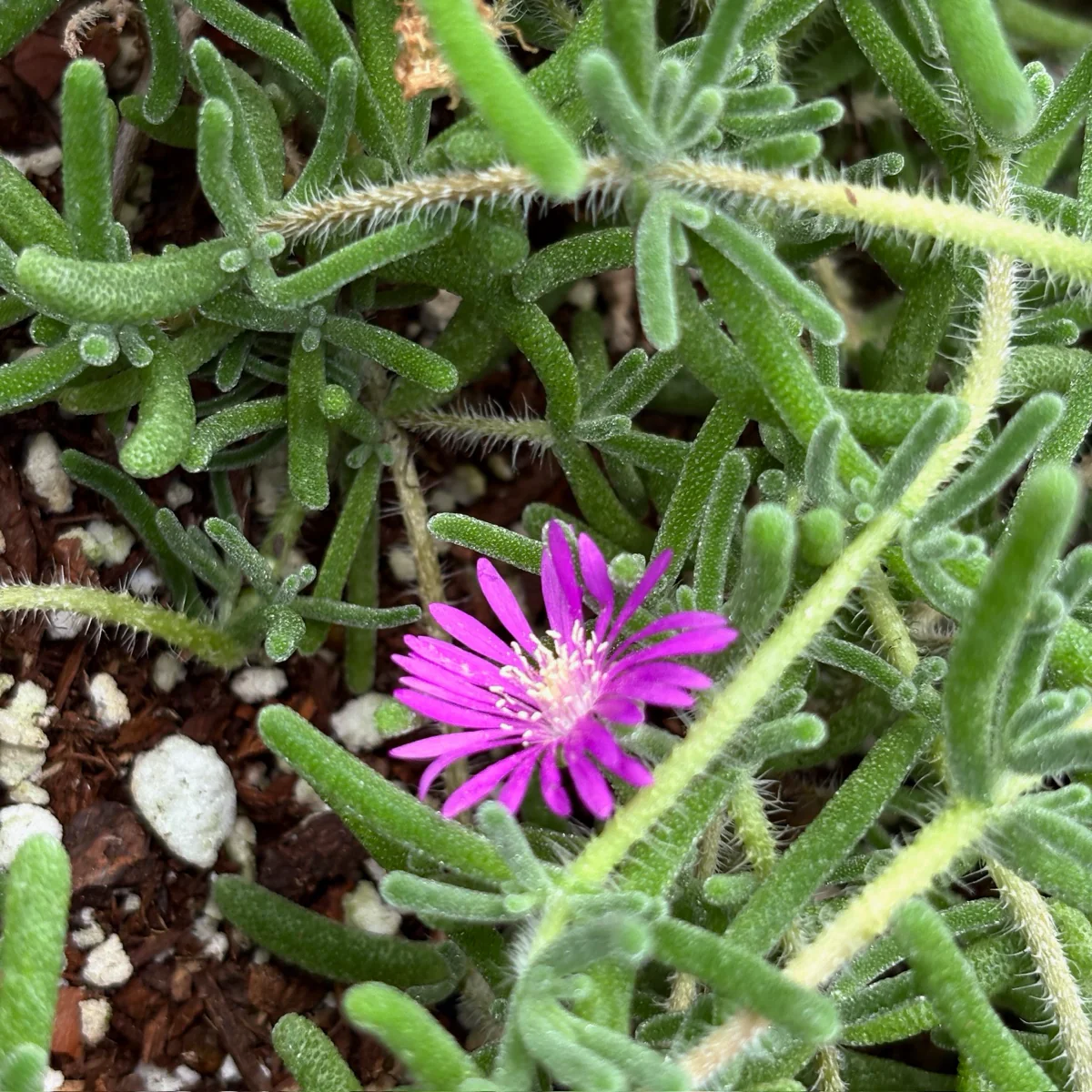 Hardy Ice Plant - Image 2