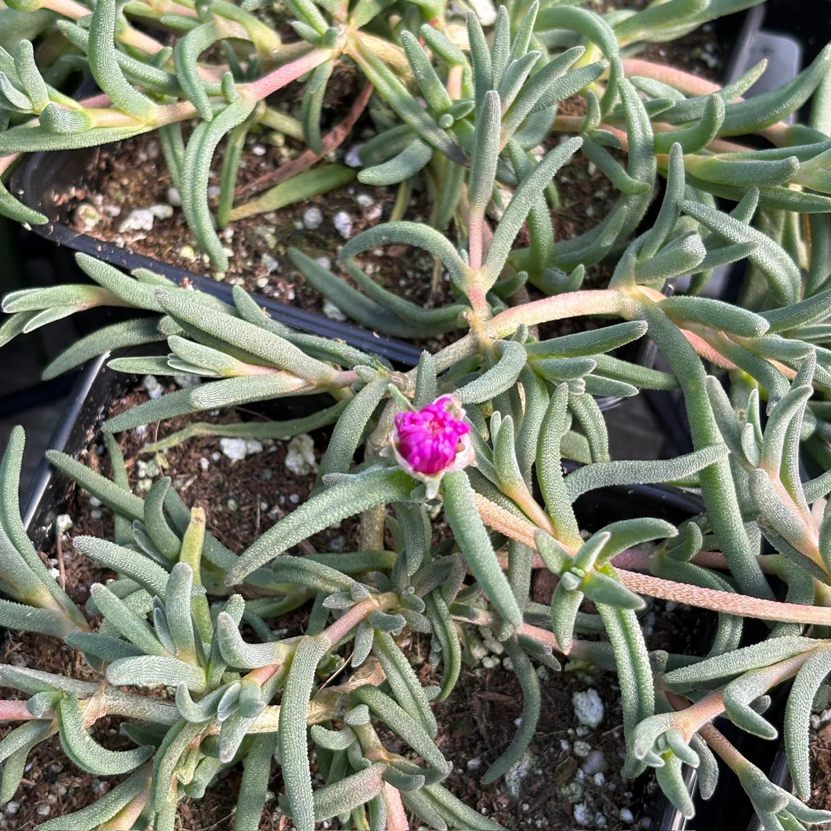 Hardy Ice Plant - Image 3