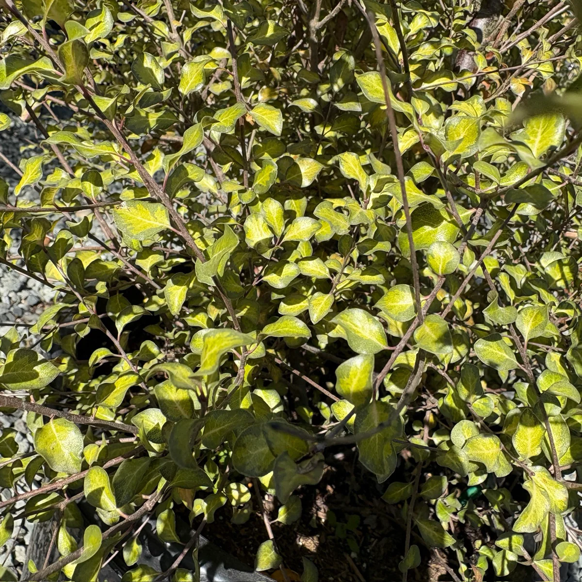 Harley Botanica Kohuhu - Image 2