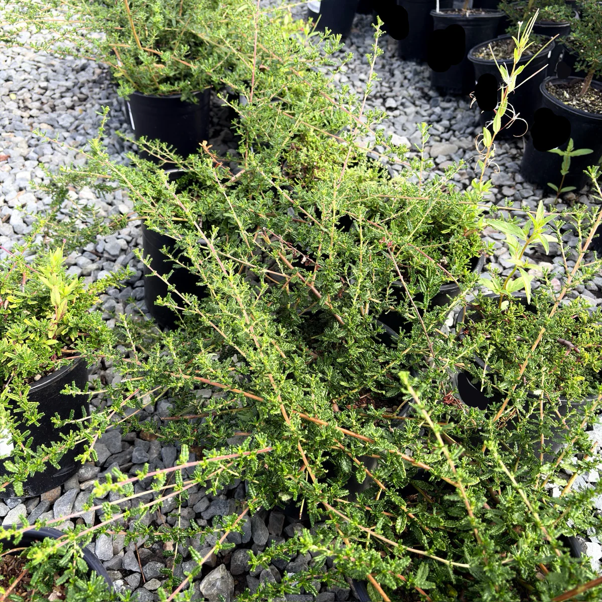 San Simeon Ceanothus - Image 1