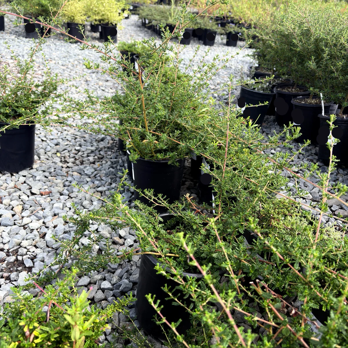 San Simeon Ceanothus - Image 2