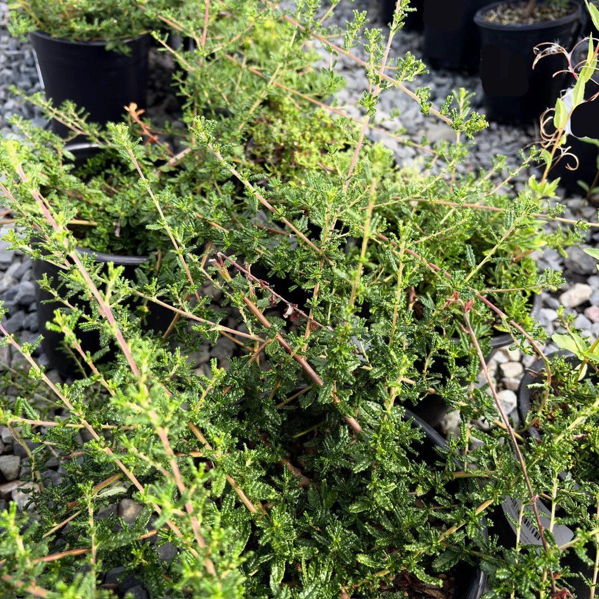 San Simeon Ceanothus - Image 3