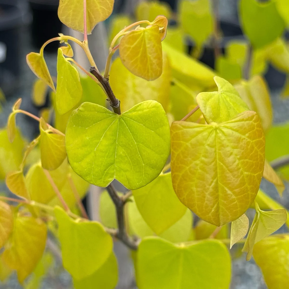 Hearts of Gold Eastern Redbud - Image 1