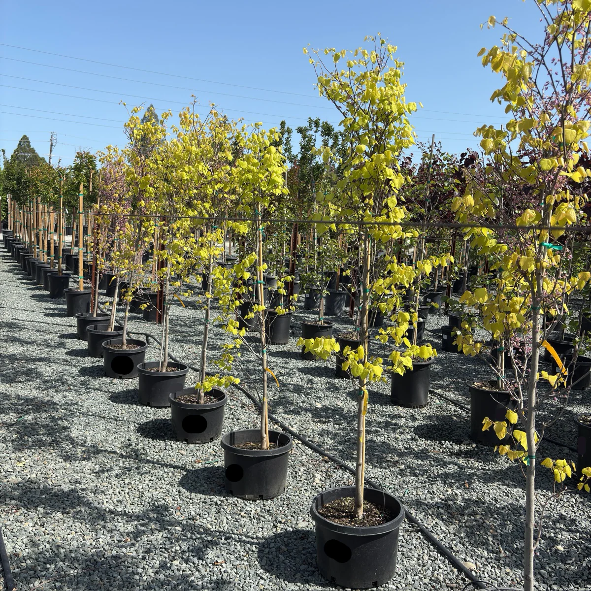 Hearts of Gold Eastern Redbud - Image 2