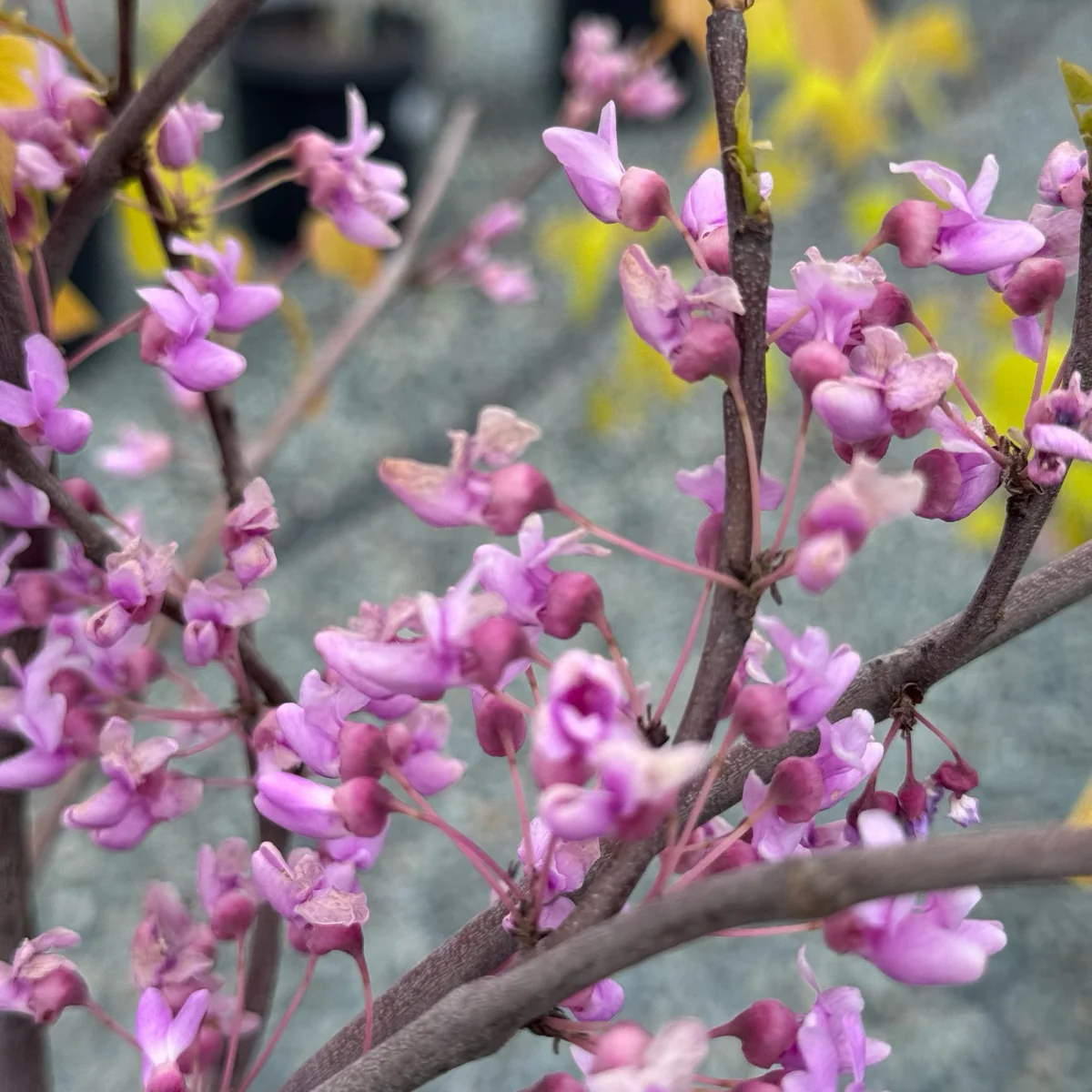 Hearts of Gold Eastern Redbud - Image 3