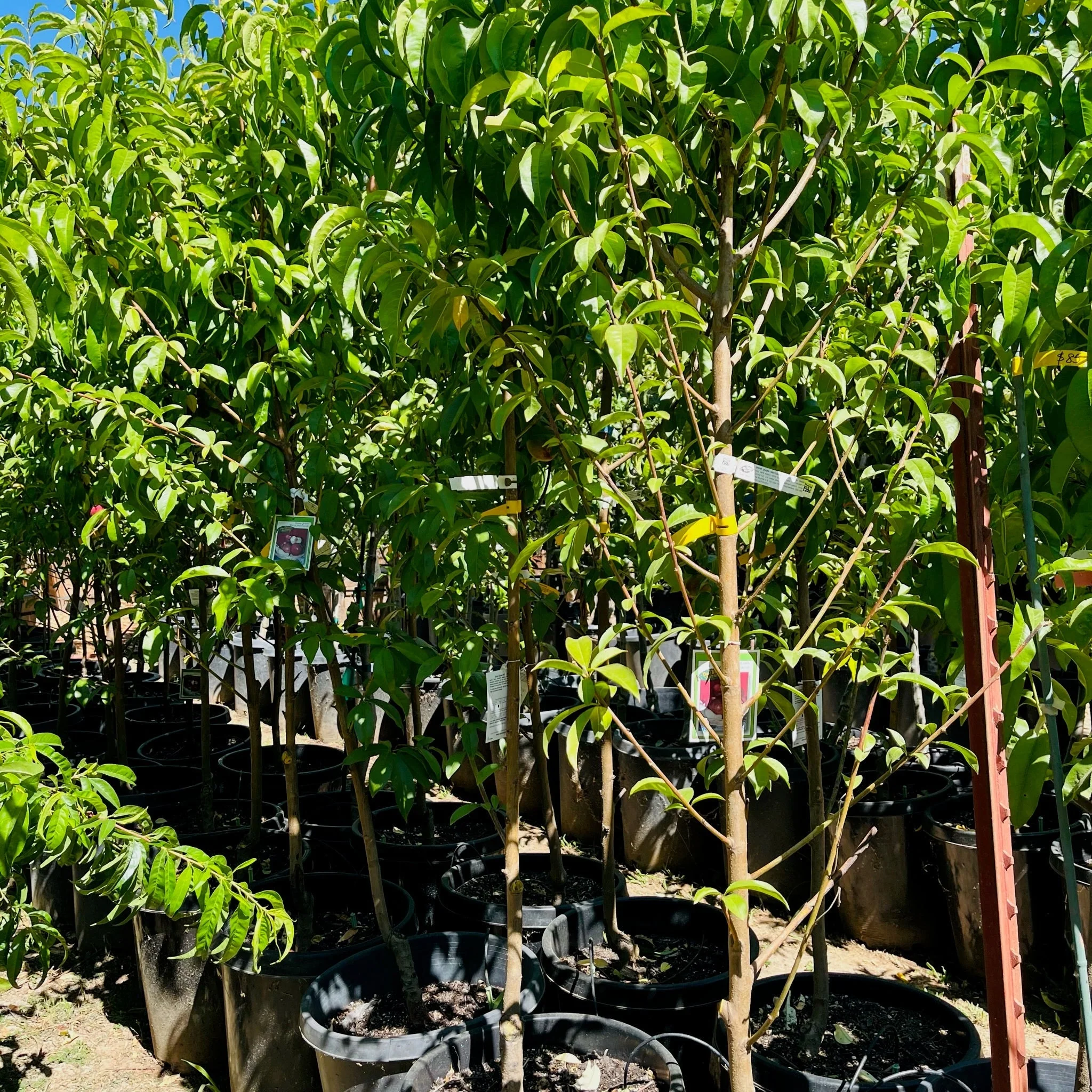 Goldmine Nectarine - Image 1