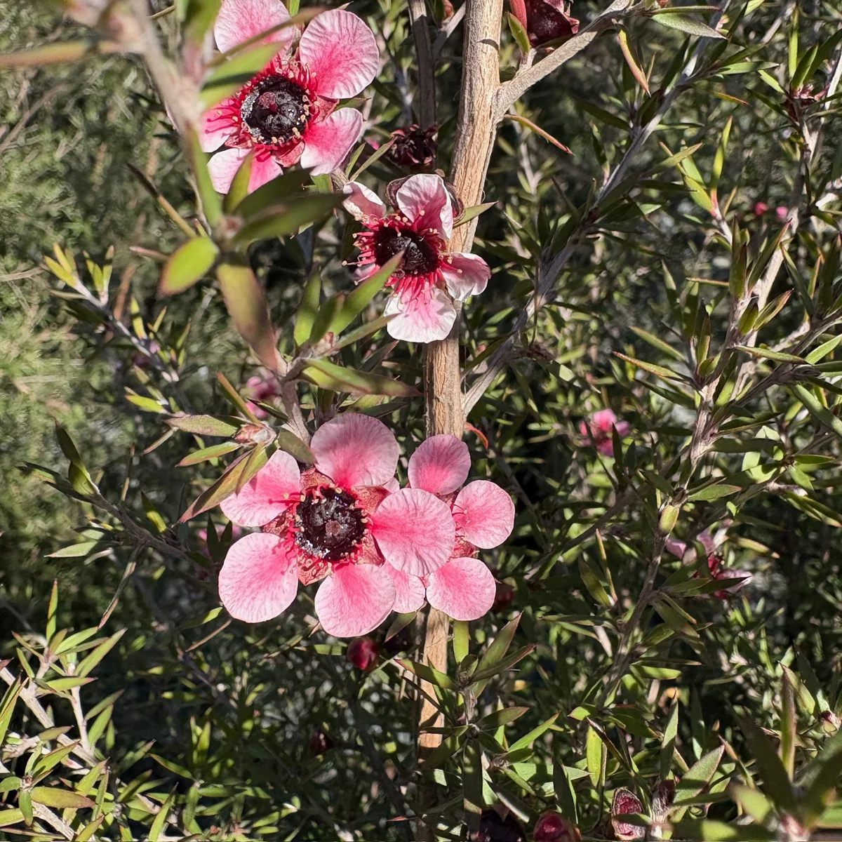Hel Strybing New Zealand Tea Tree - Image 3