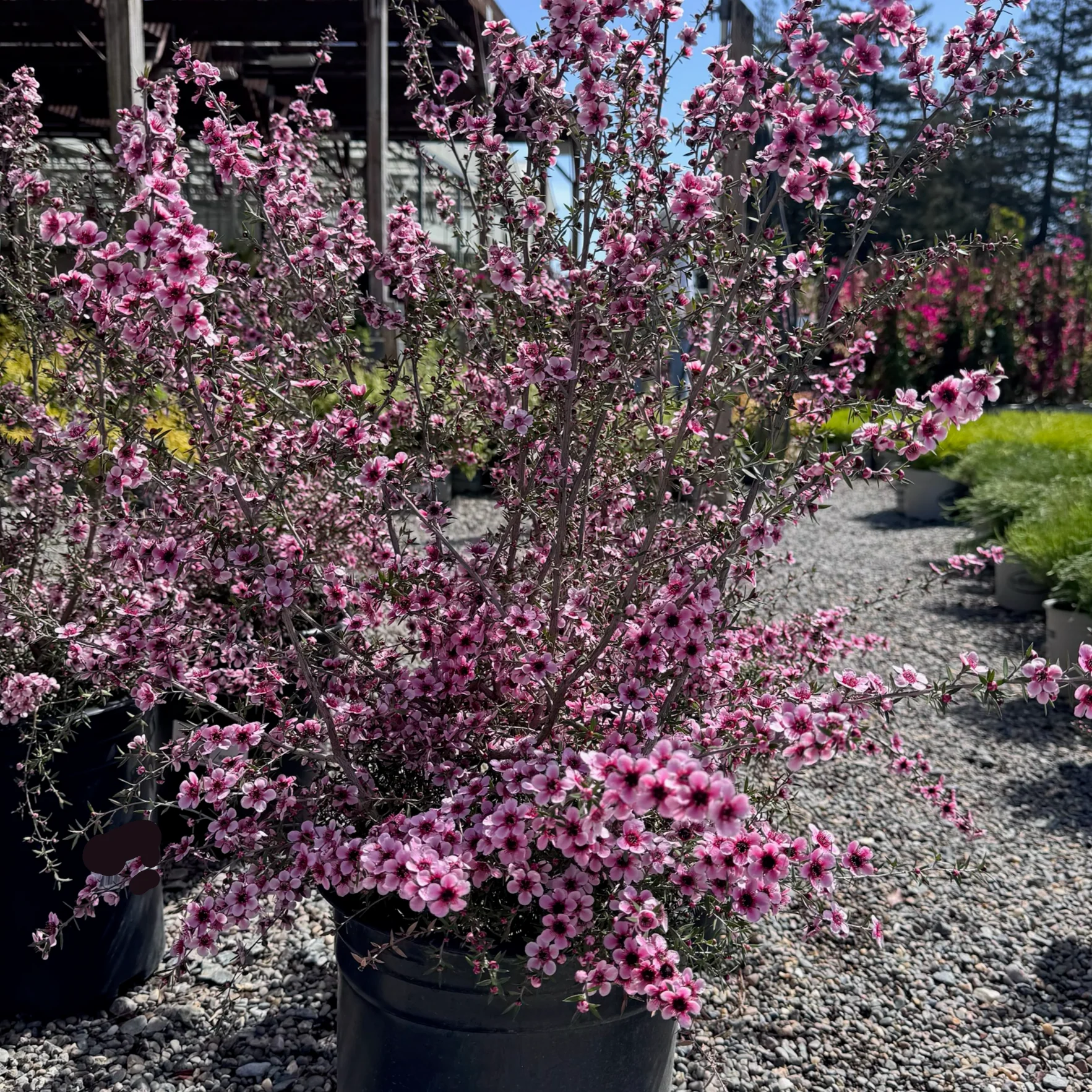 Hel Strybing New Zealand Tea Tree - Image 2