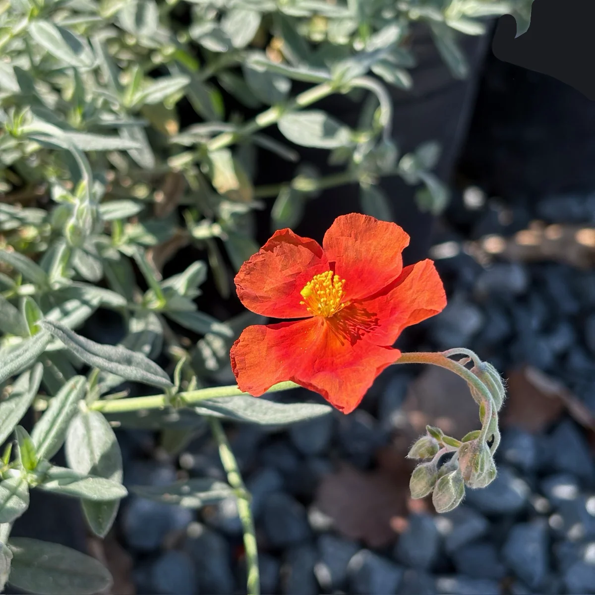Henfield Brilliant Sunrose - Image 1