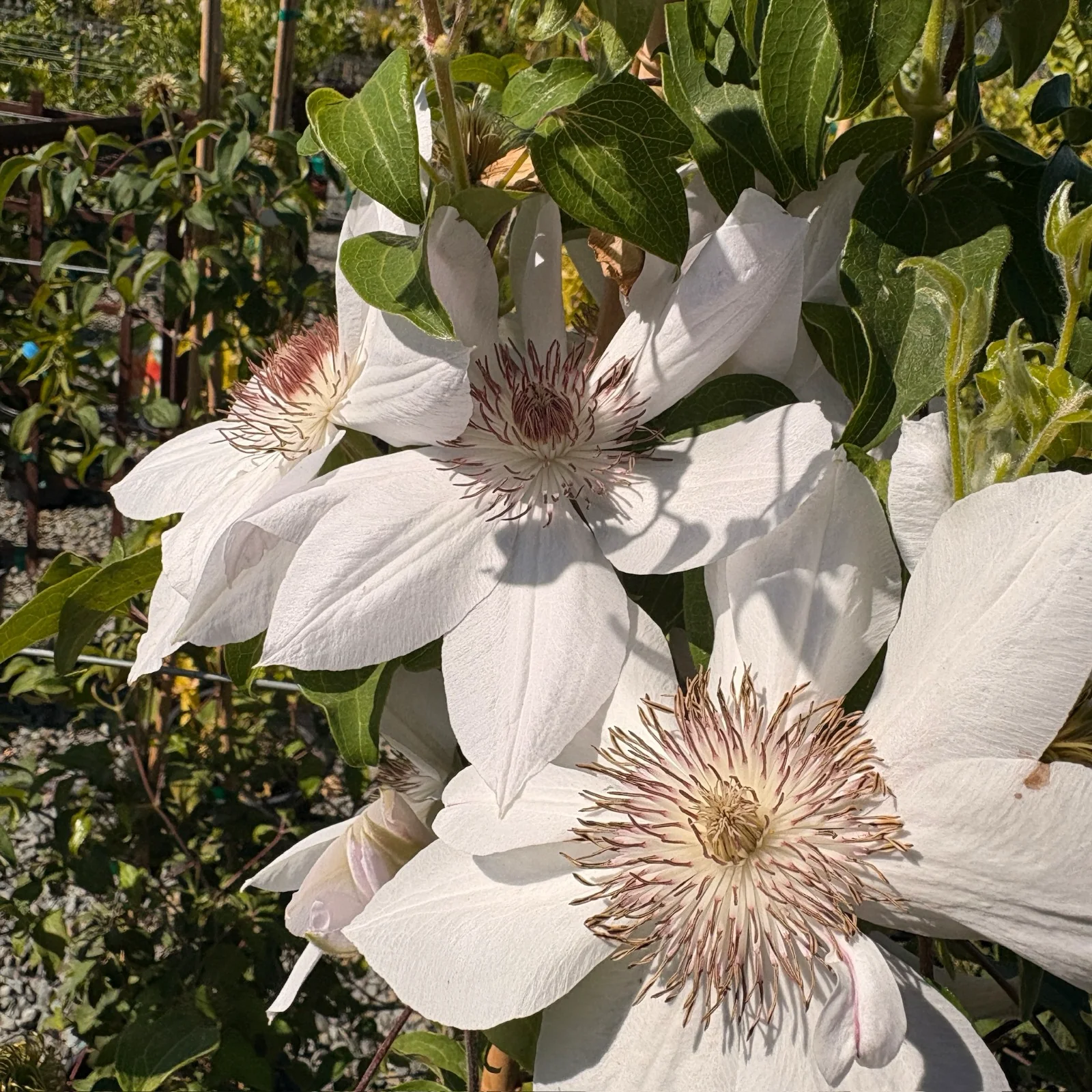 Henryi Clematis - Image 1