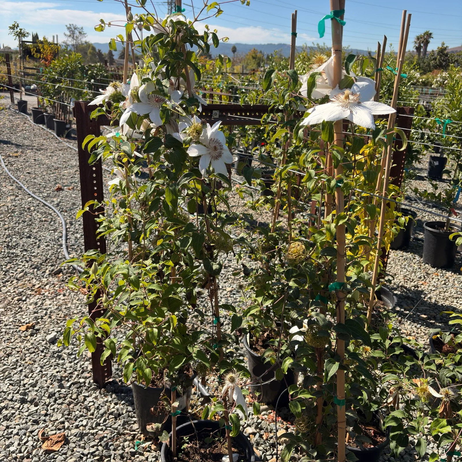 Henryi Clematis - Image 2