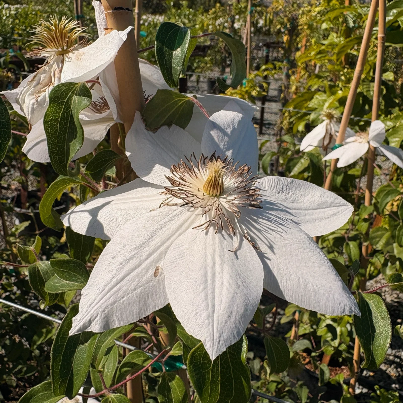 Henryi Clematis - Image 3