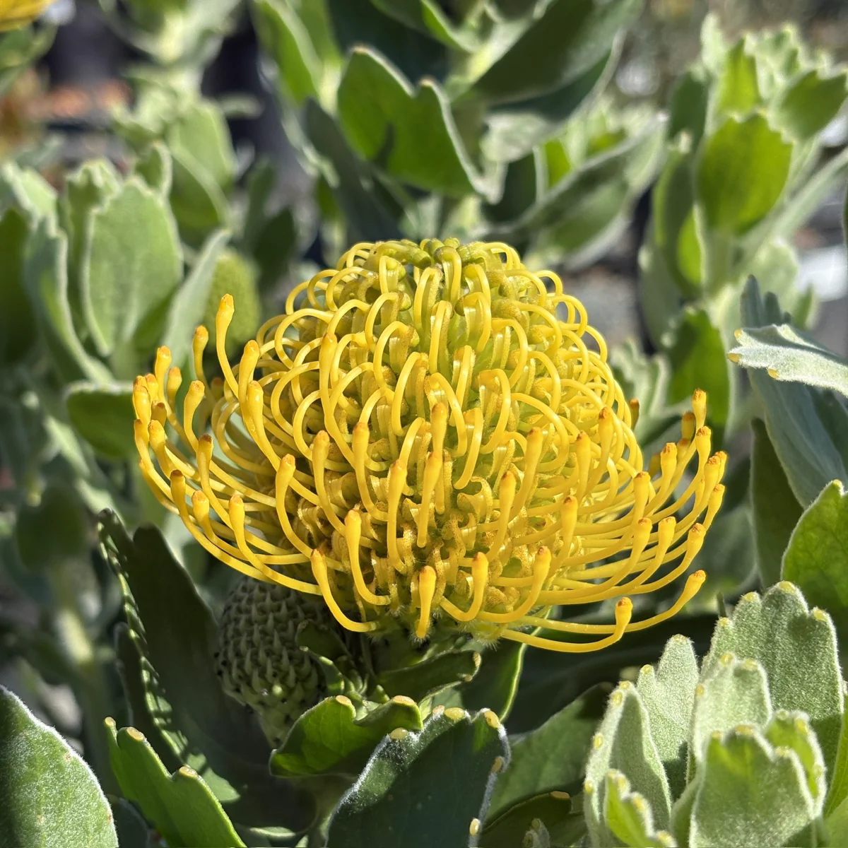 High Gold Pincushion - Image 2