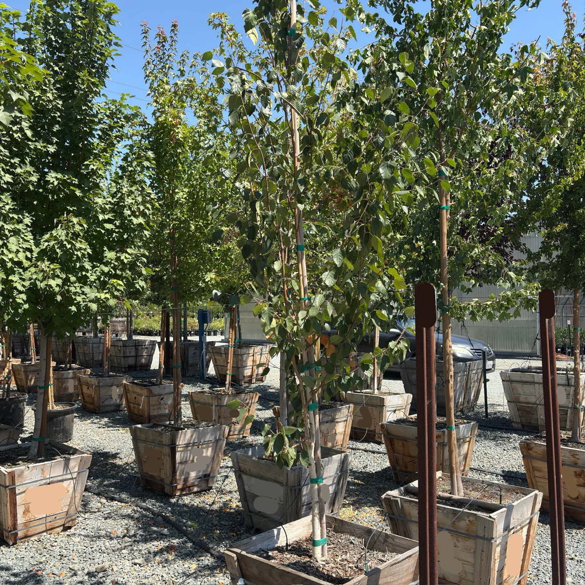 Himalayan Birch - Image 1