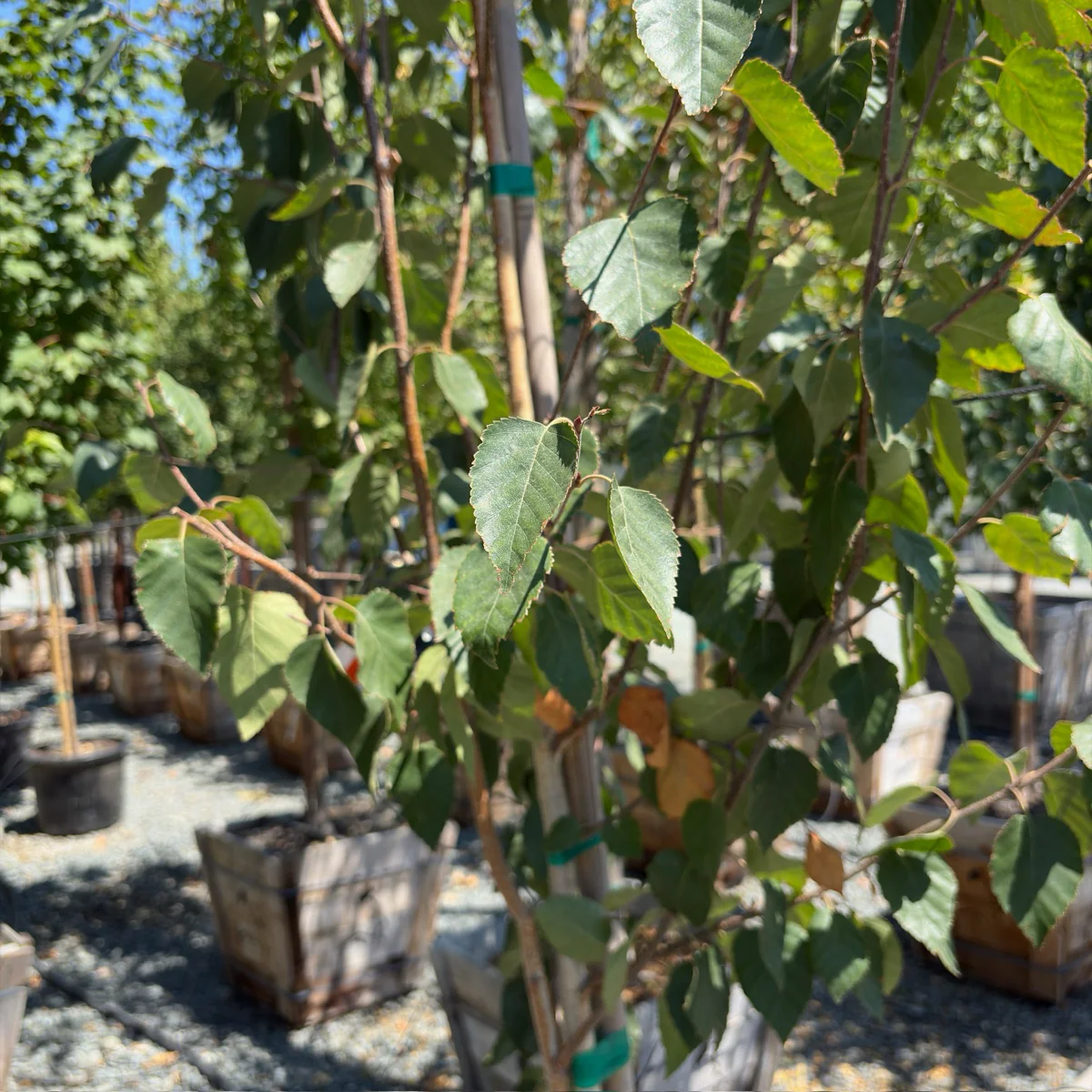 Himalayan Birch - Image 2