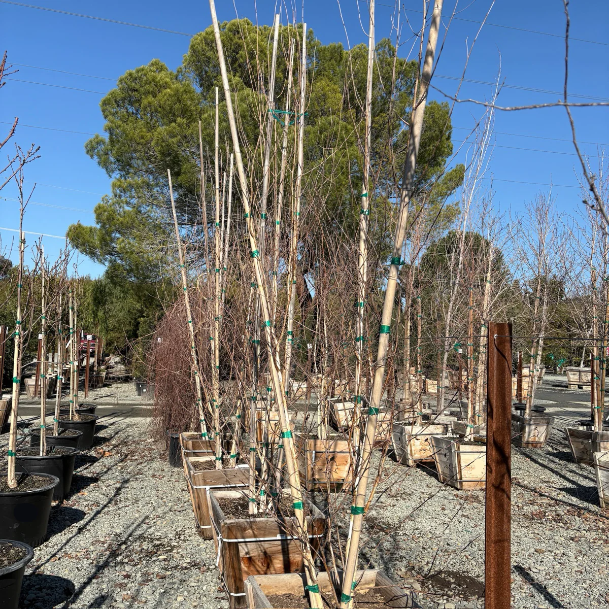Himalayan Birch - Image 3