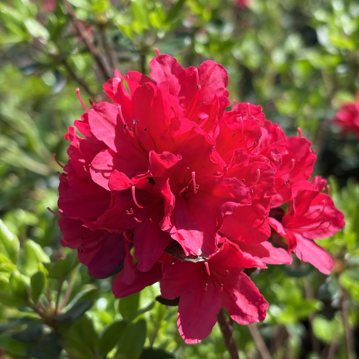 Hino Crimson Azalea - Image 1