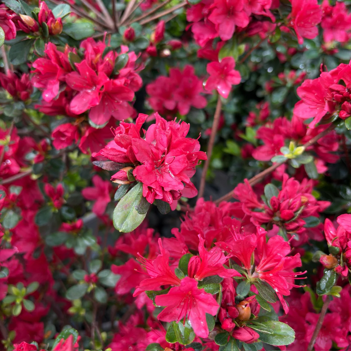 Hino Crimson Azalea - Image 2