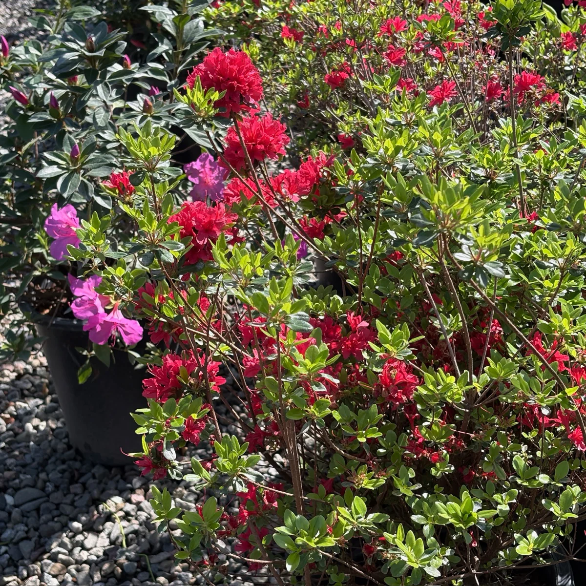 Hino Crimson Azalea - Image 3