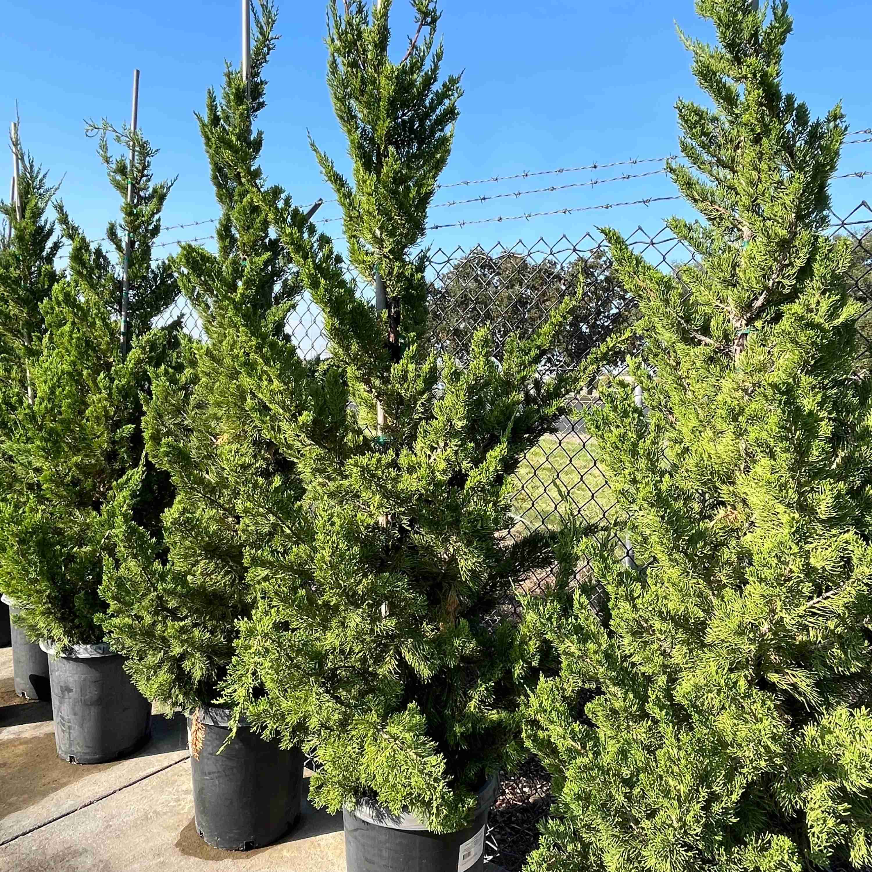 Hollywood Juniper - Image 1
