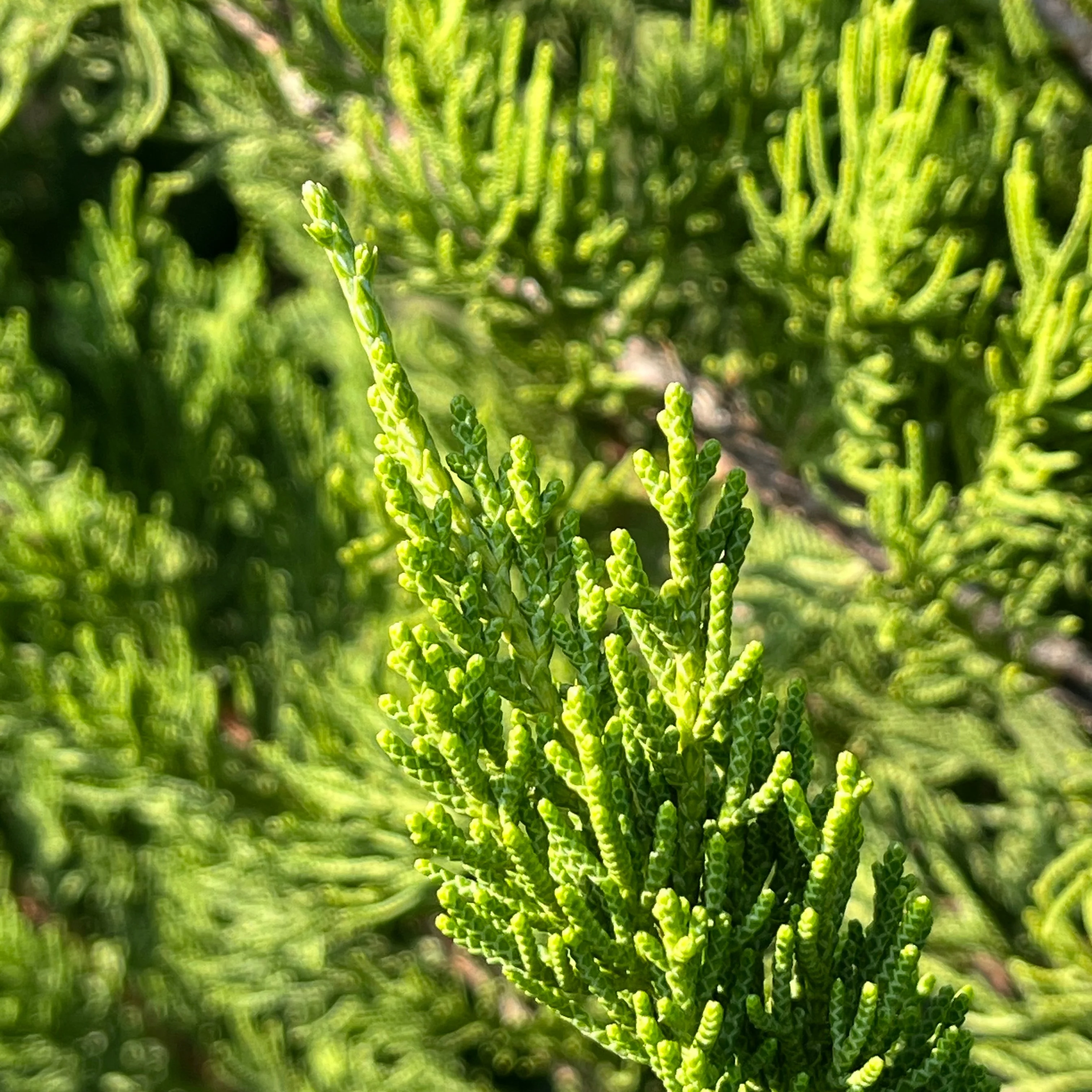 Hollywood Juniper - Image 2