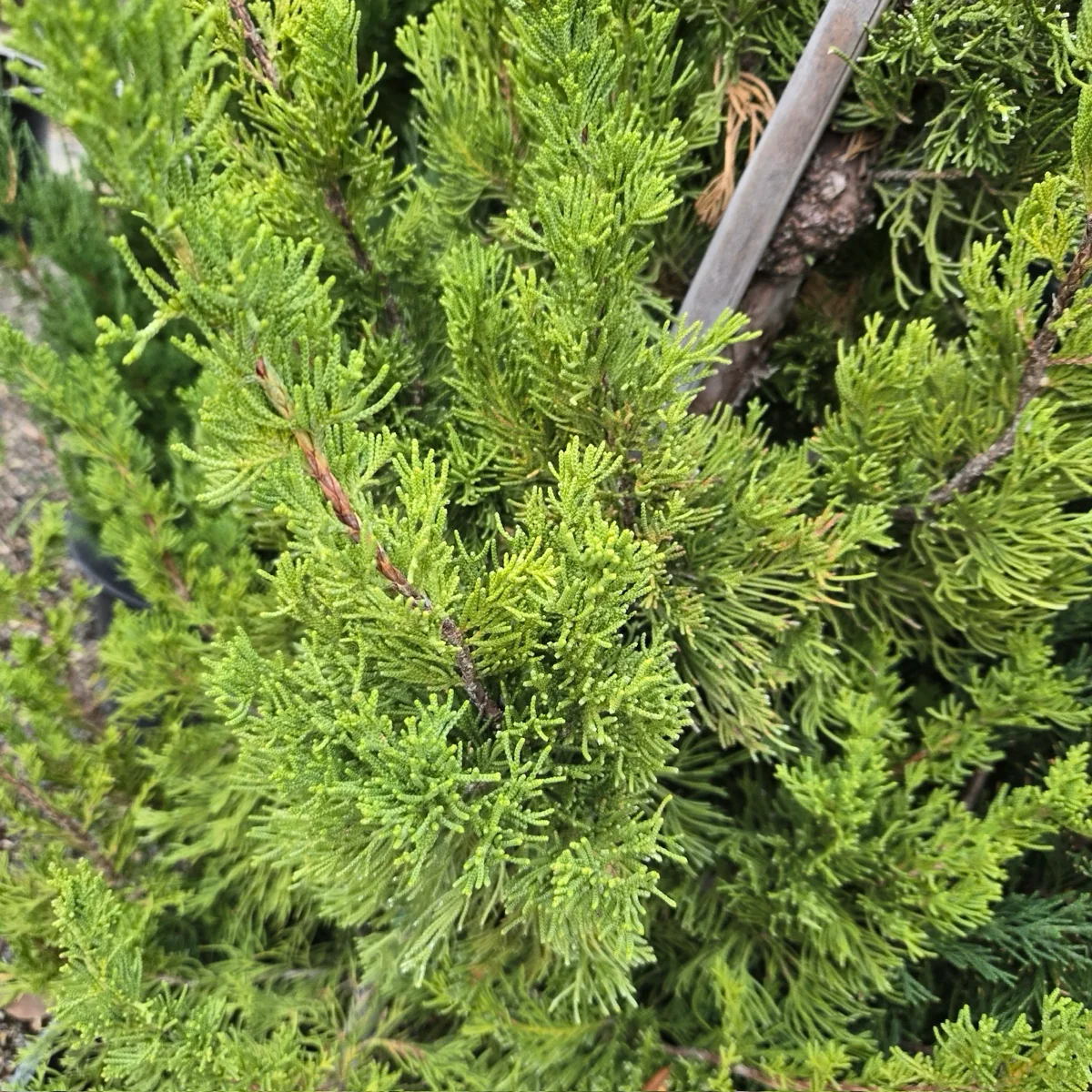 Hollywood Juniper - Image 3