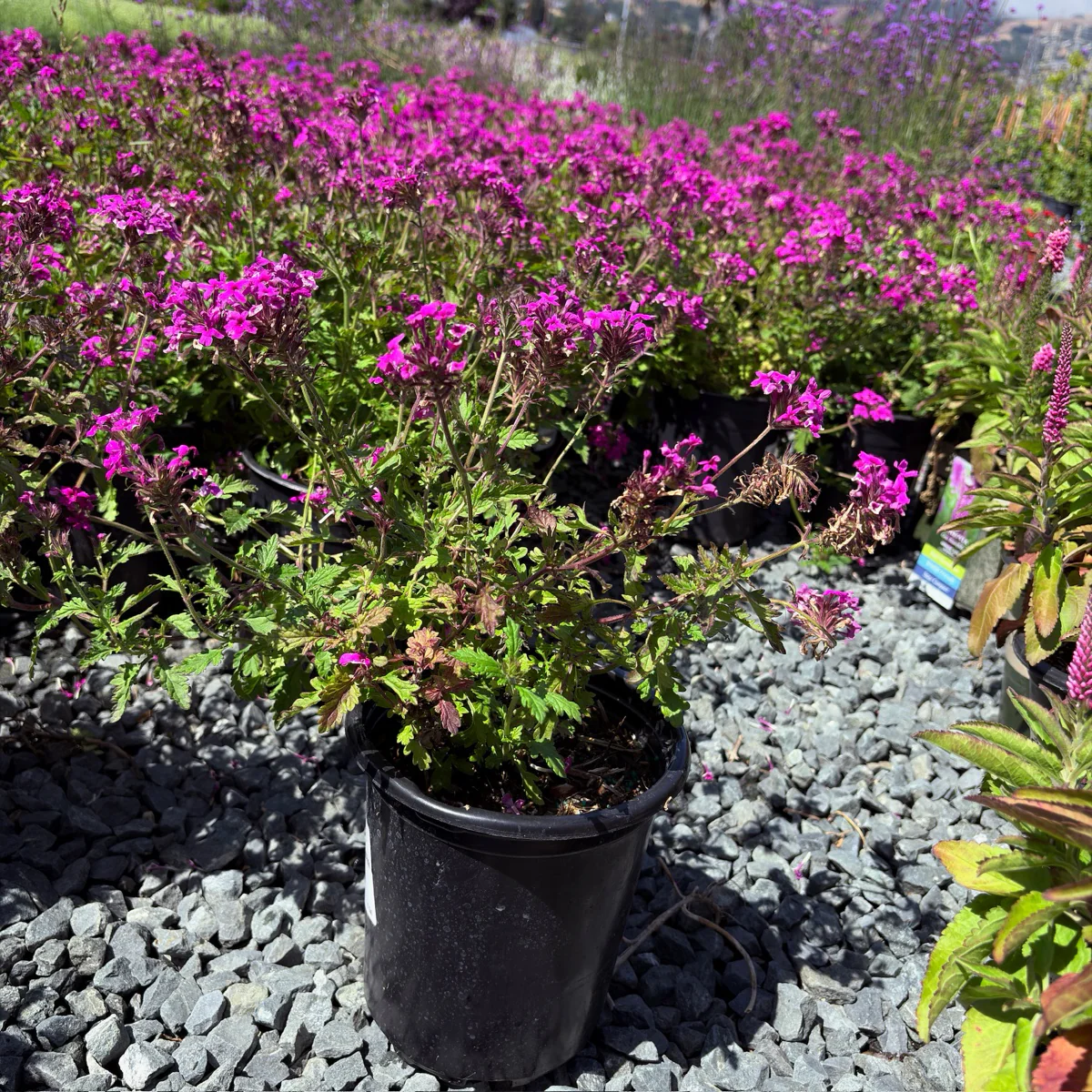 Homestead Hot Pink Verbena - Image 1