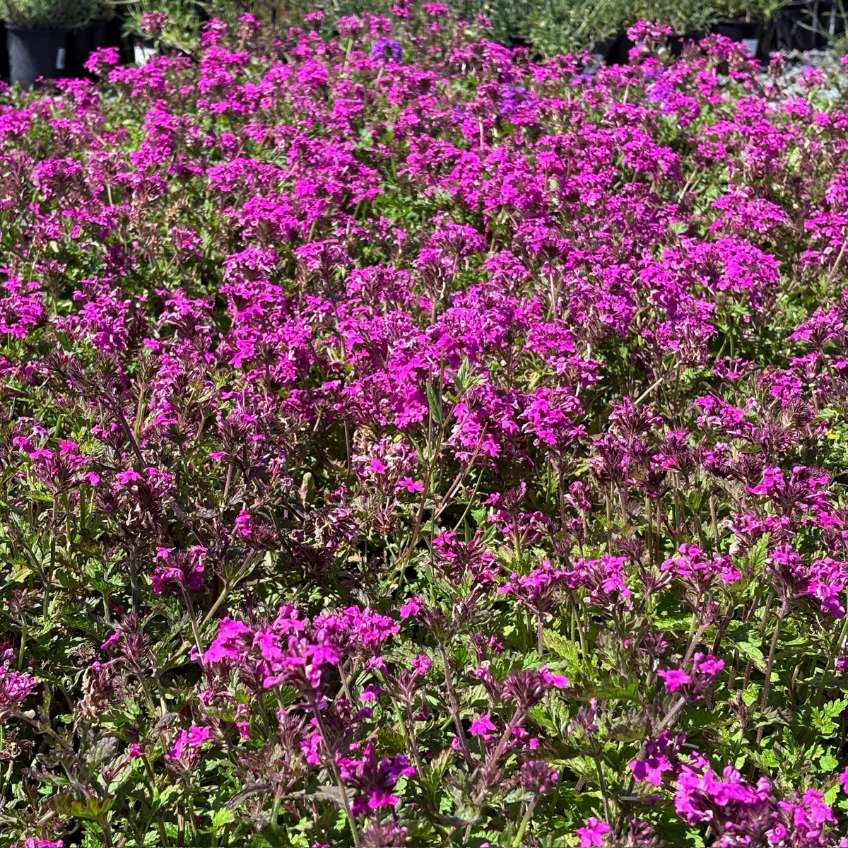 Homestead Hot Pink Verbena - Image 2