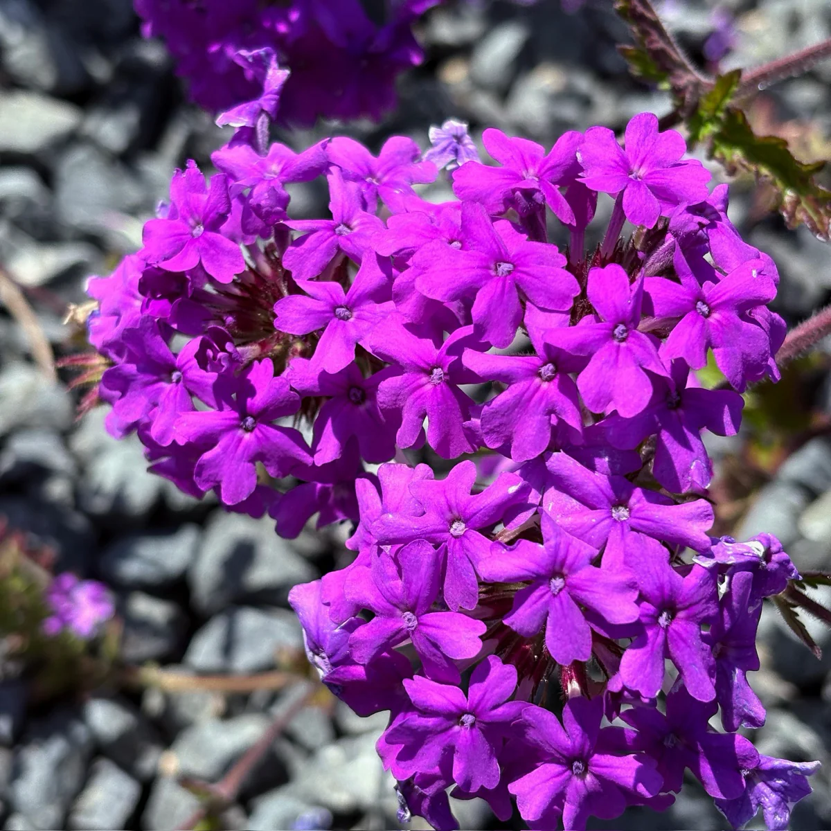 Homestead Purple Verbena - Image 2