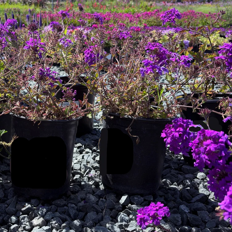 Homestead Purple Verbena - Image 1
