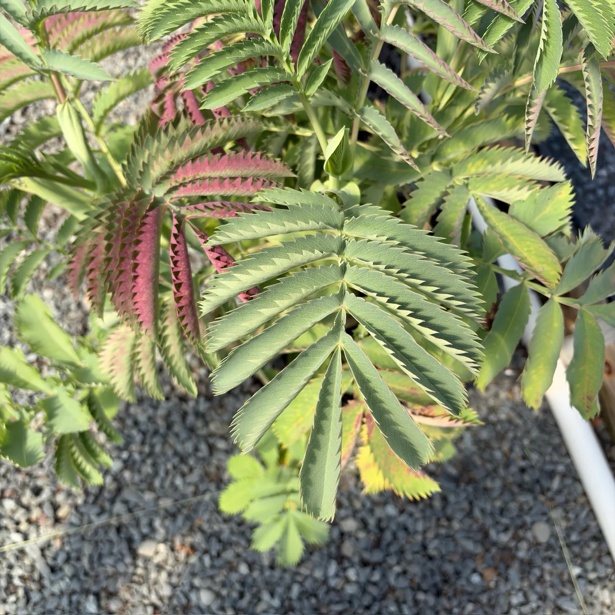 Honey Bush - Image 1