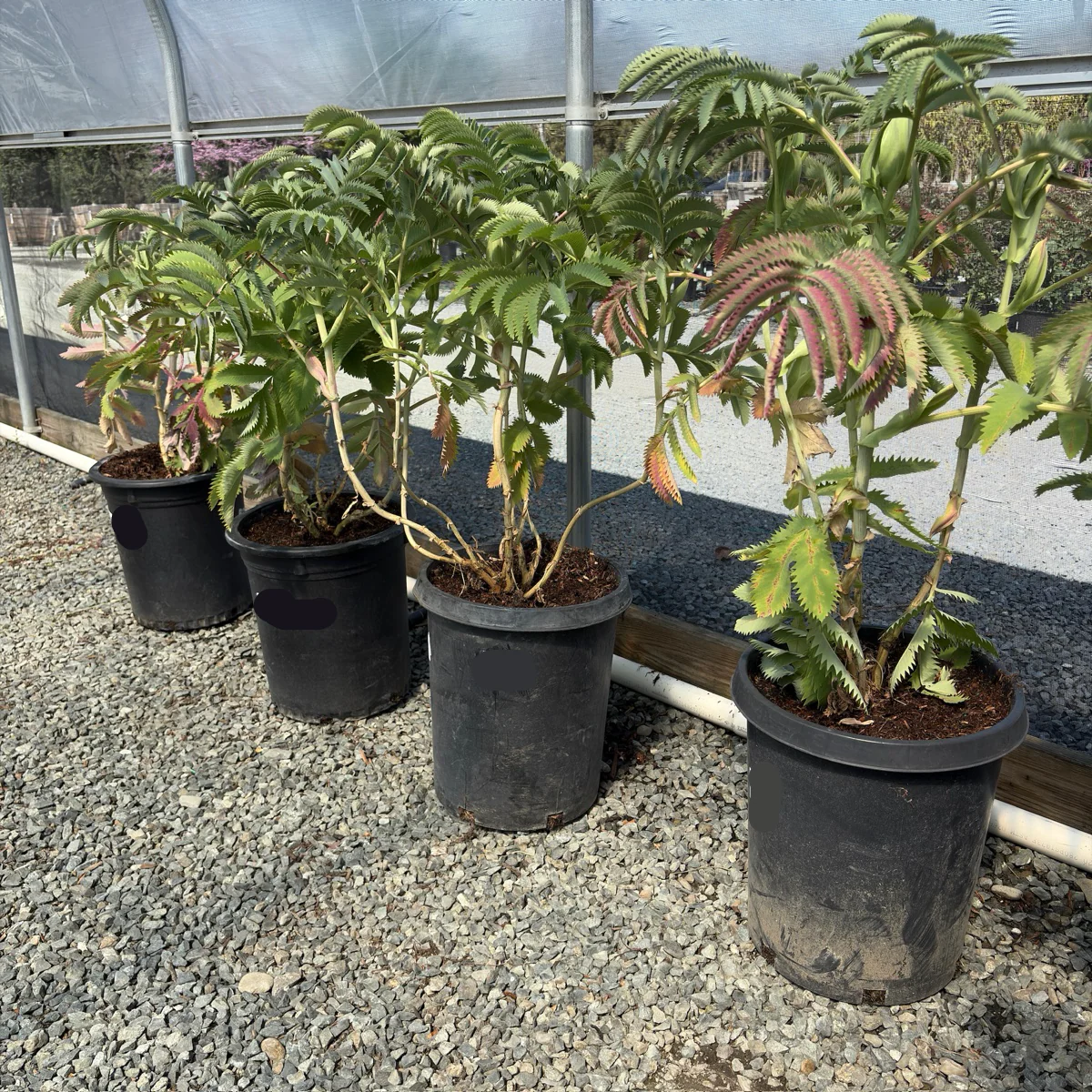 Honey Bush - Image 2